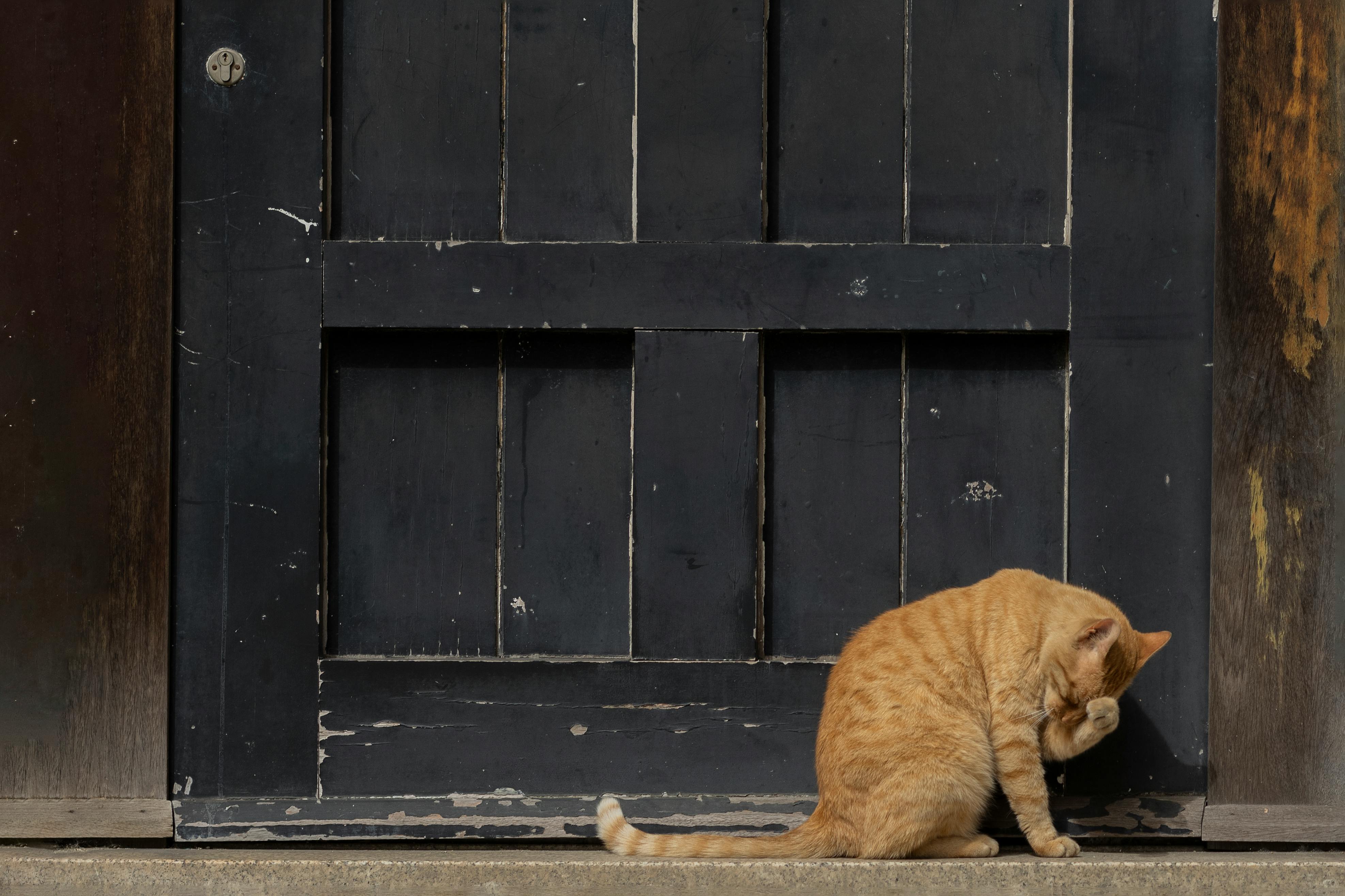 Pourquoi mon chat miaule devant la porte