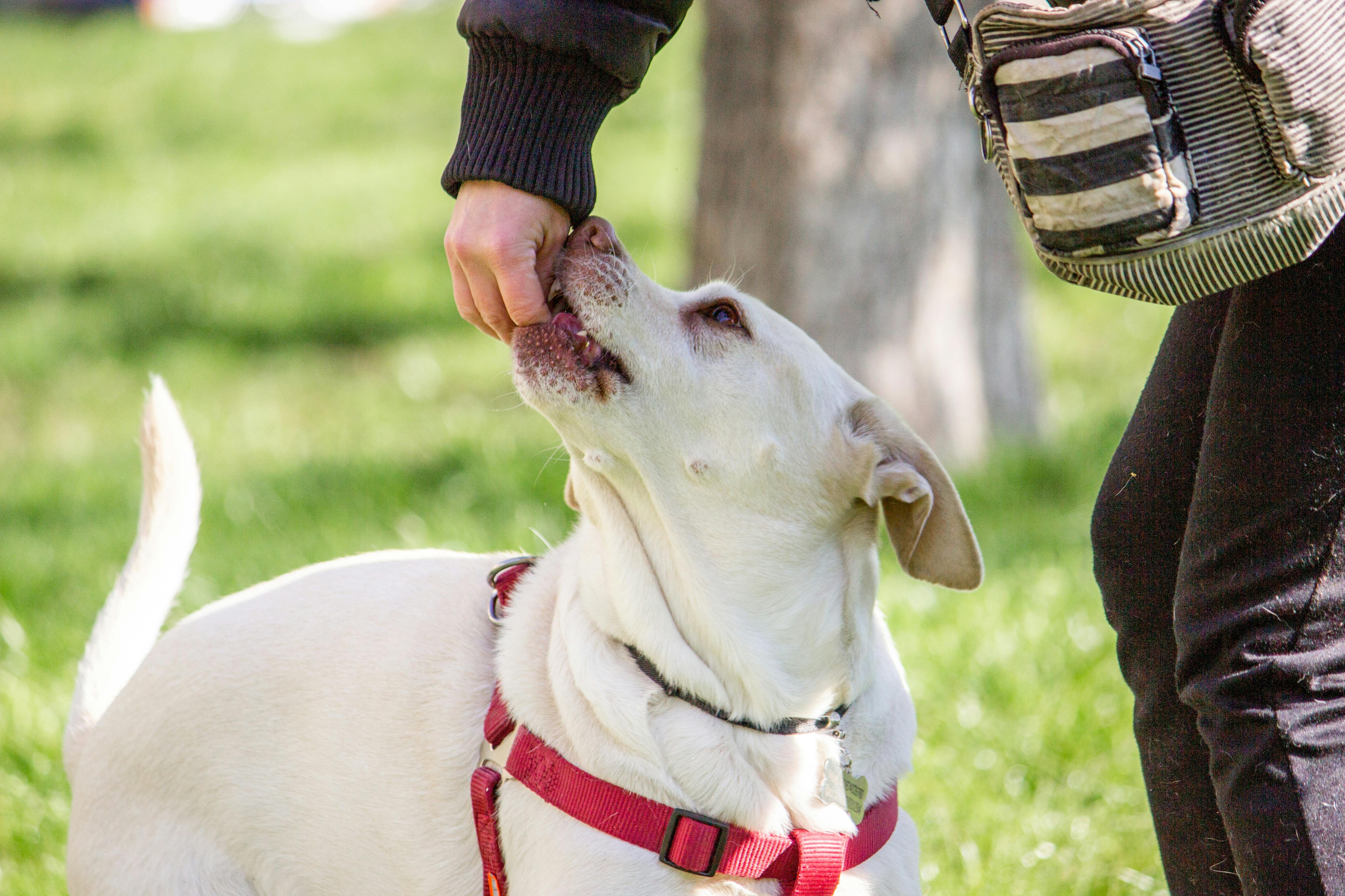 Clicker training pour chien : guide du débutant