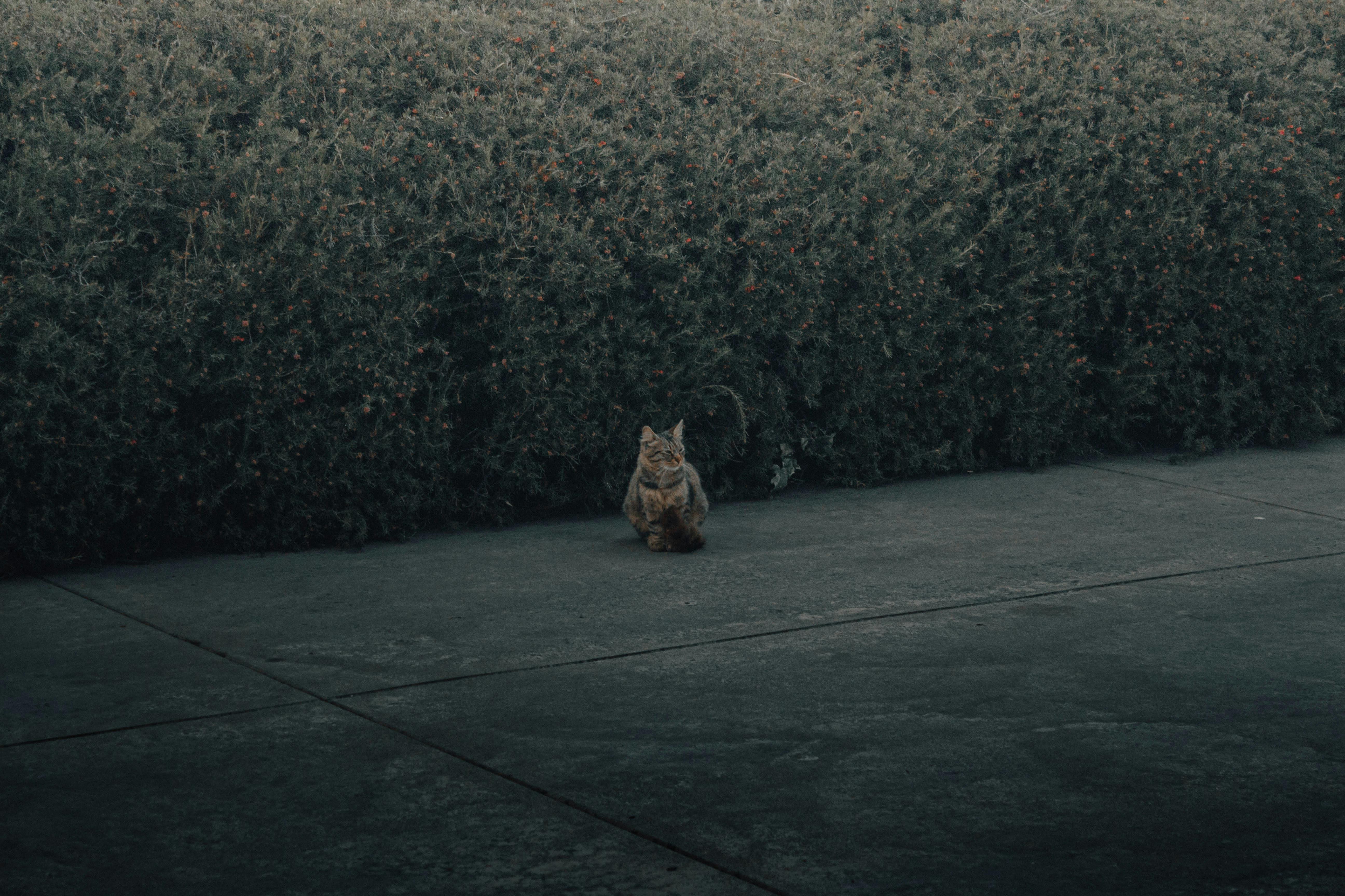 Vacances : faire garder son chat ou son chien