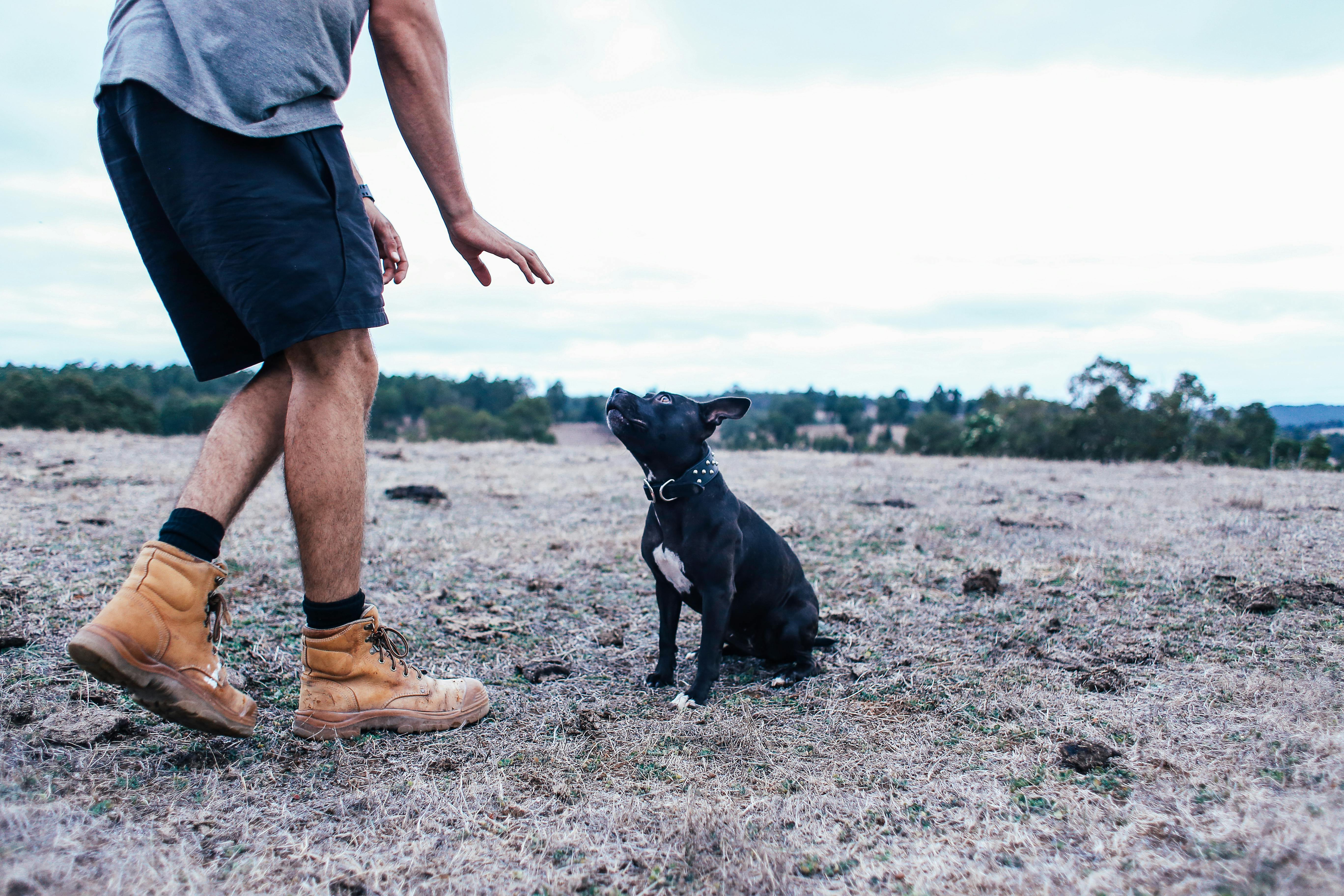 Éduquer un chien adulte : il n’est jamais trop tard