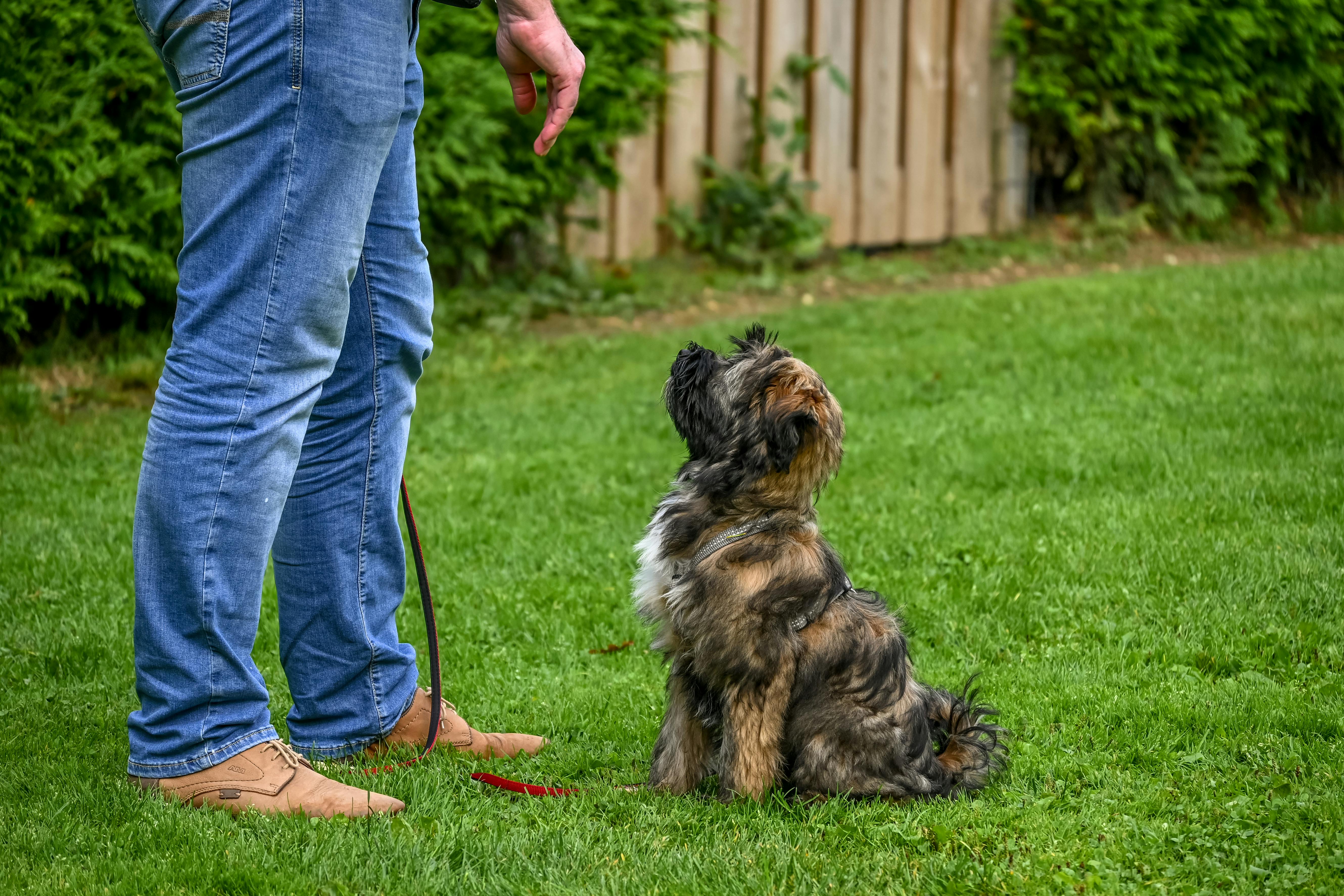 Les 5 ordres de base à apprendre à son chien