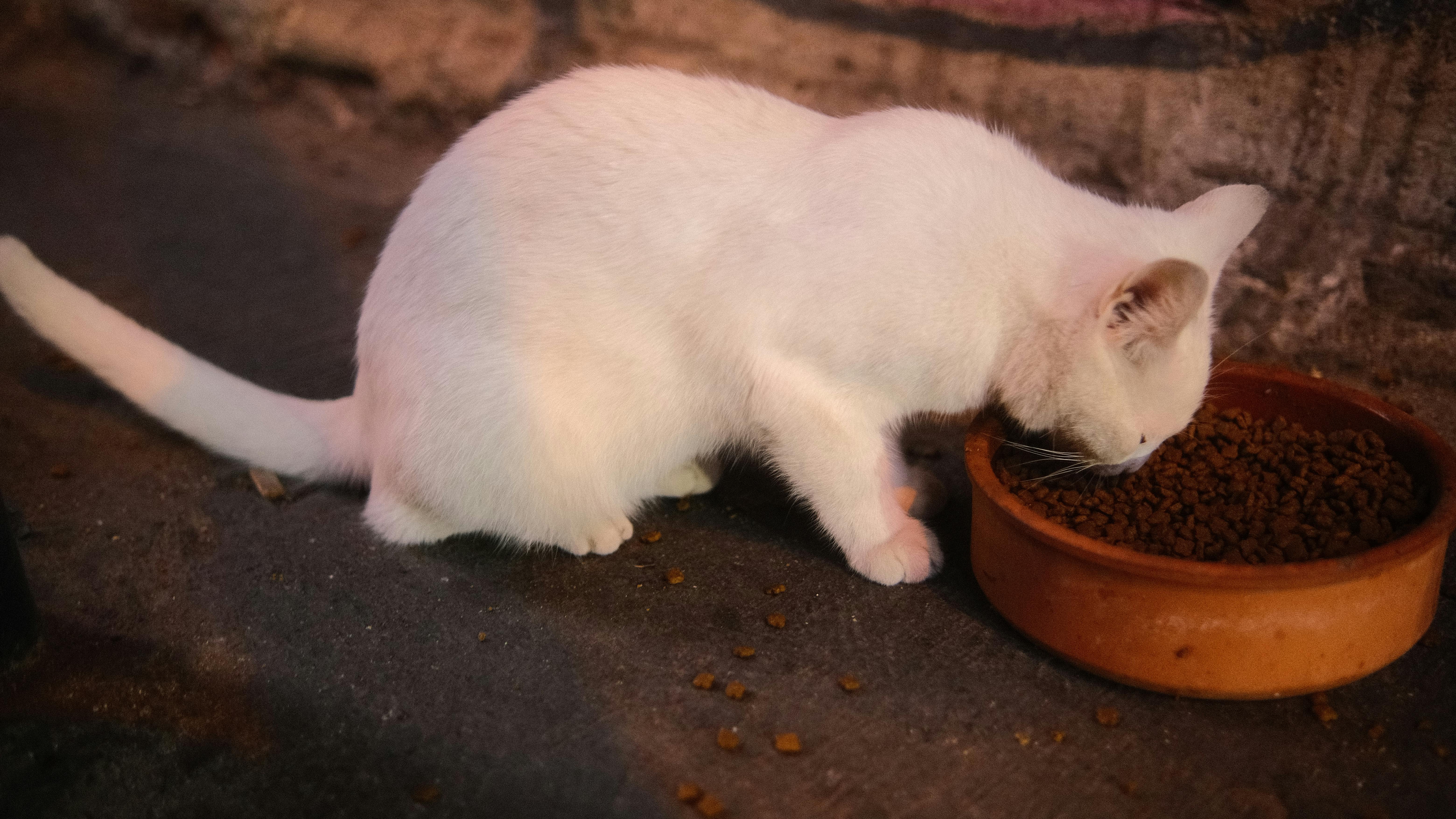 Transition alimentaire du chat : la méthode en 7 jours