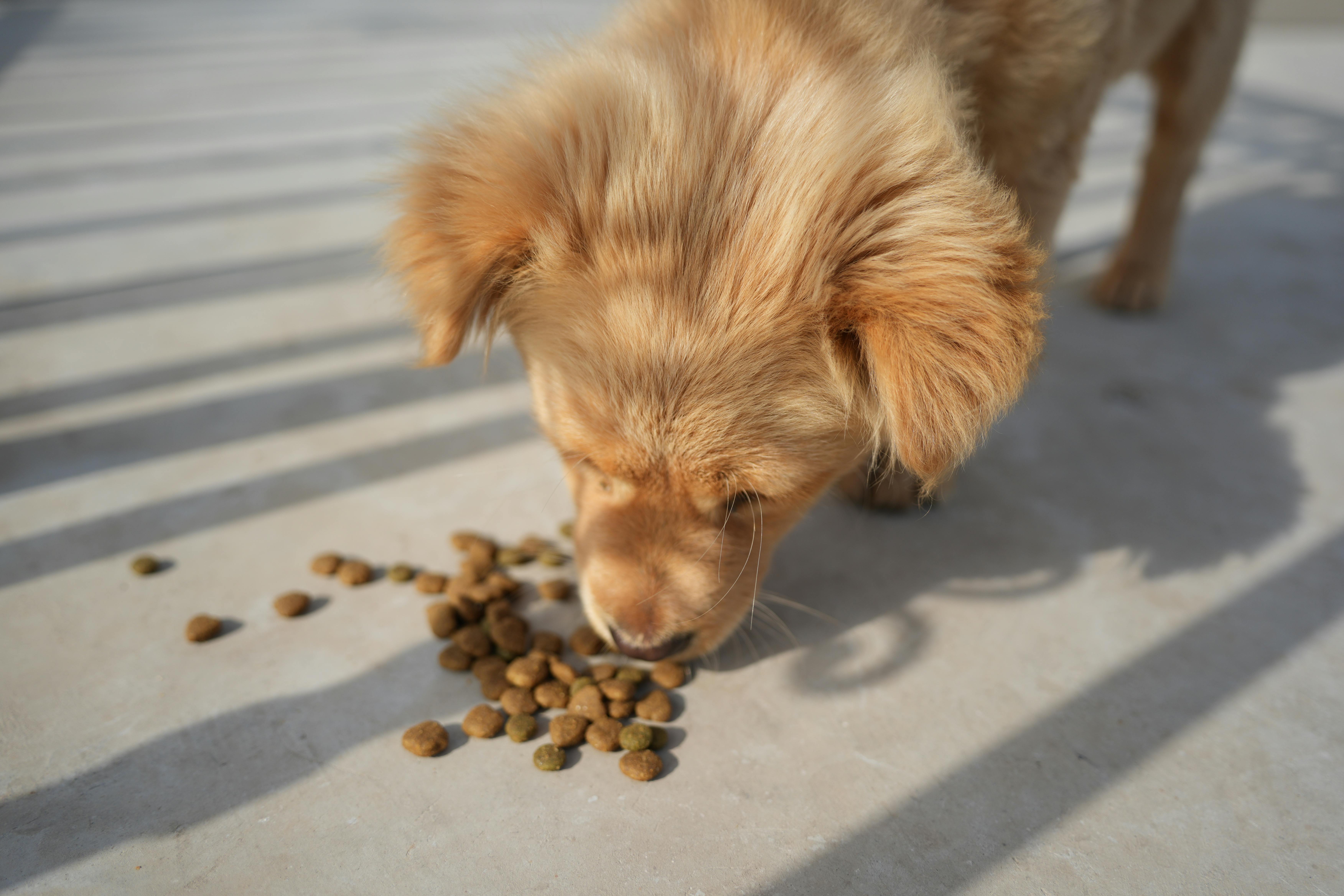 Alimentation du chiot : guide complet de la croissance