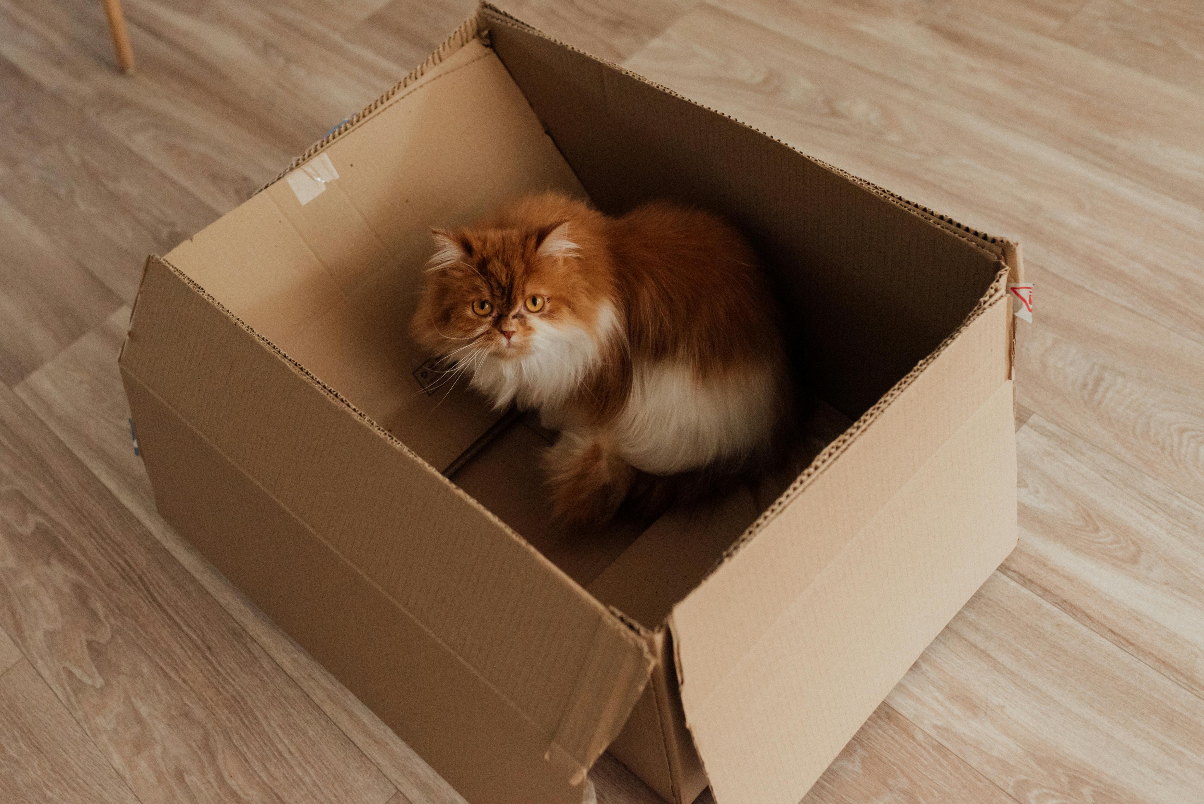 Pourquoi les chats aiment les boîtes en carton