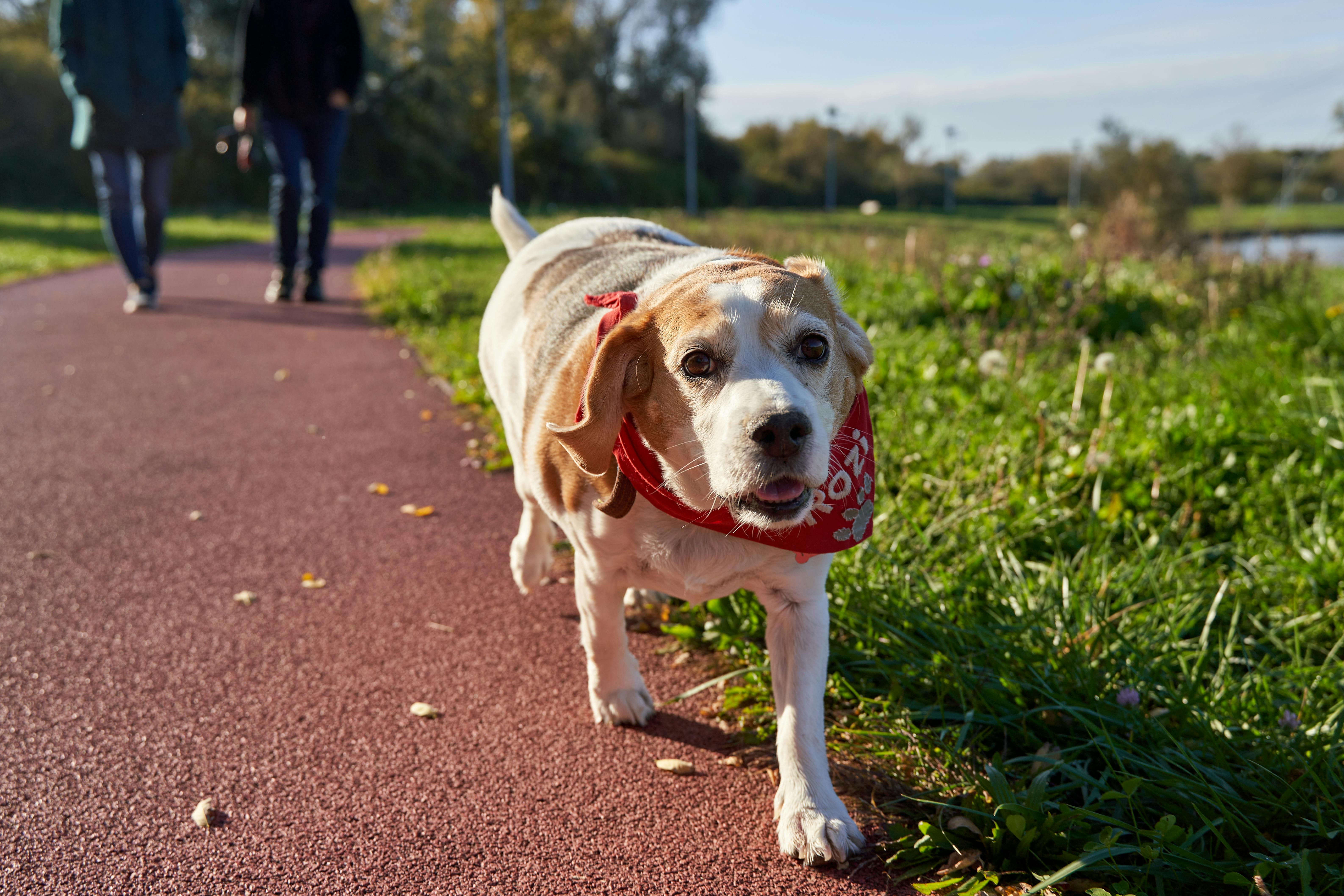 Chien en surpoids : reconnaître, prévenir, faire maigrir