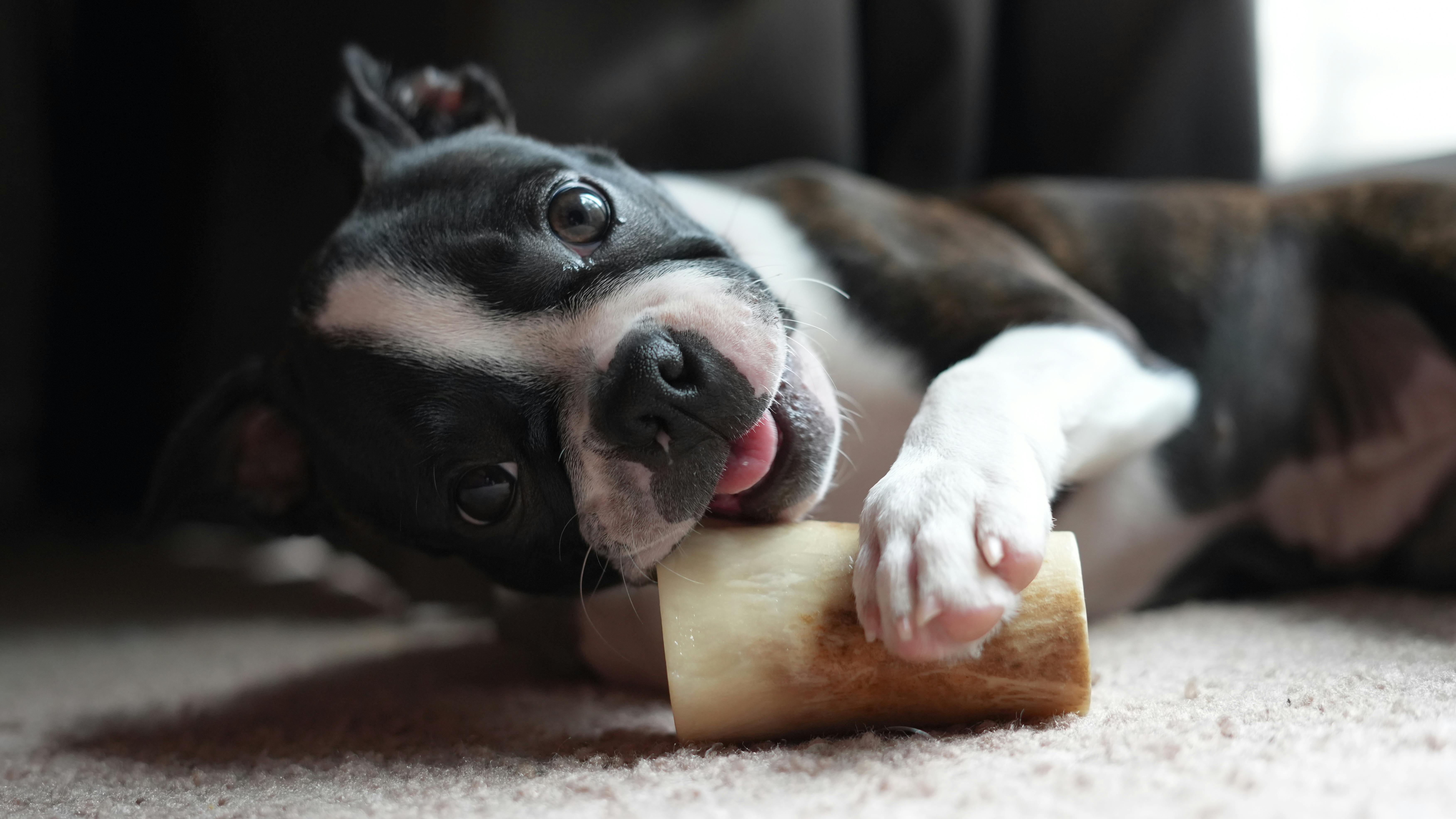 Os pour chien : lesquels sont sûrs, lesquels sont dangereux