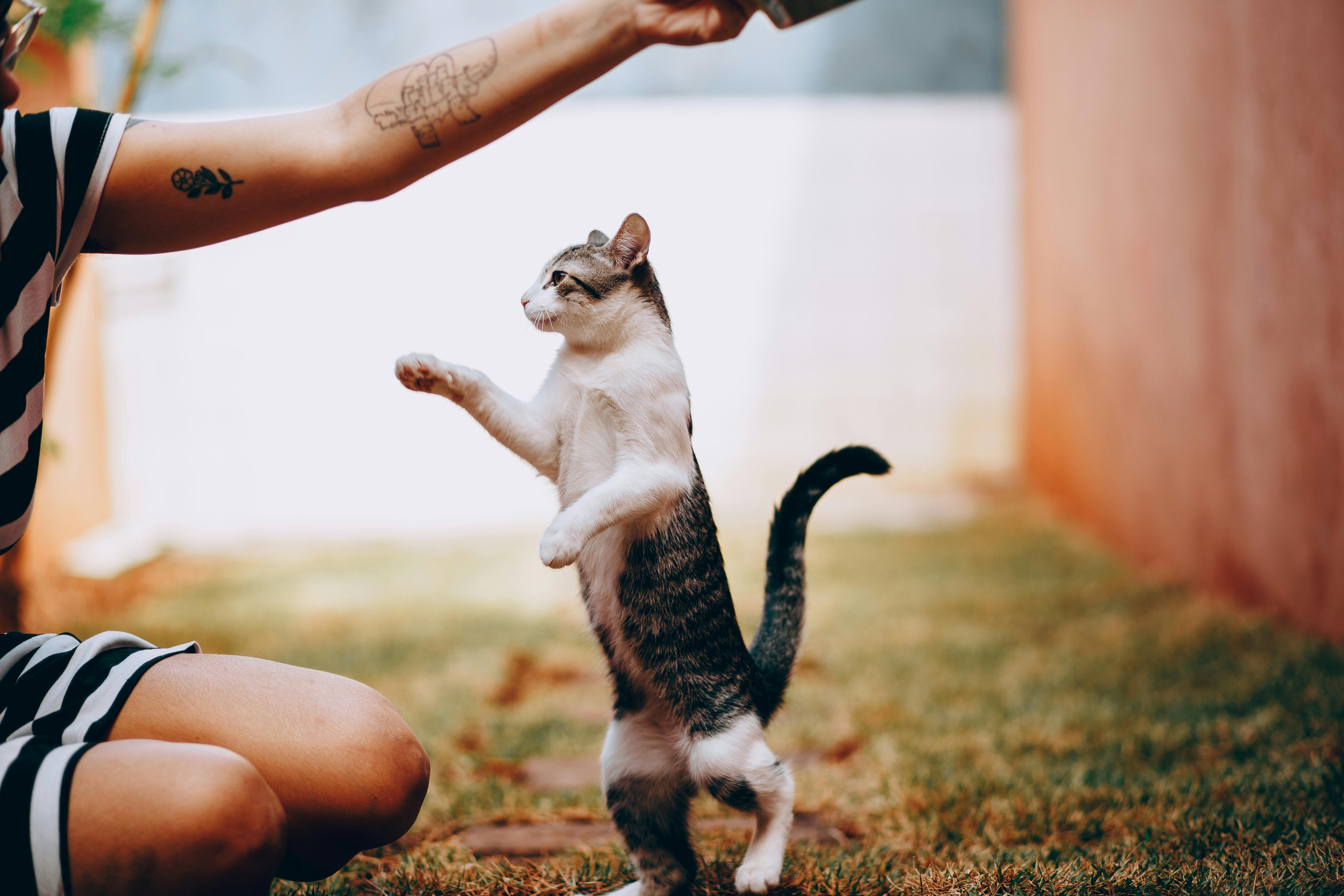 Éduquer un chat : oui c&rsquo;est possible (et voici comment)
