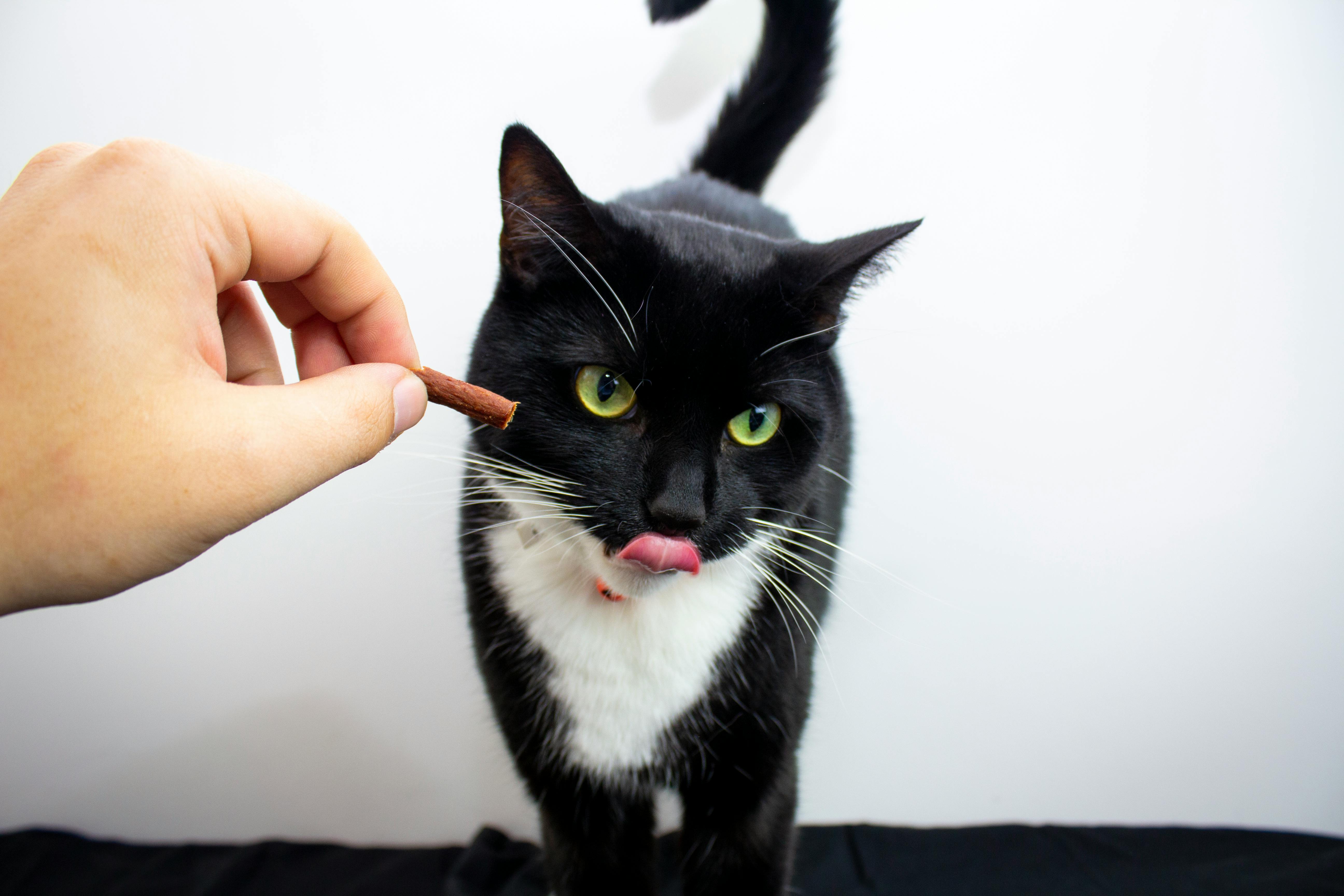 Friandises pour chat : bien choisir, bien doser