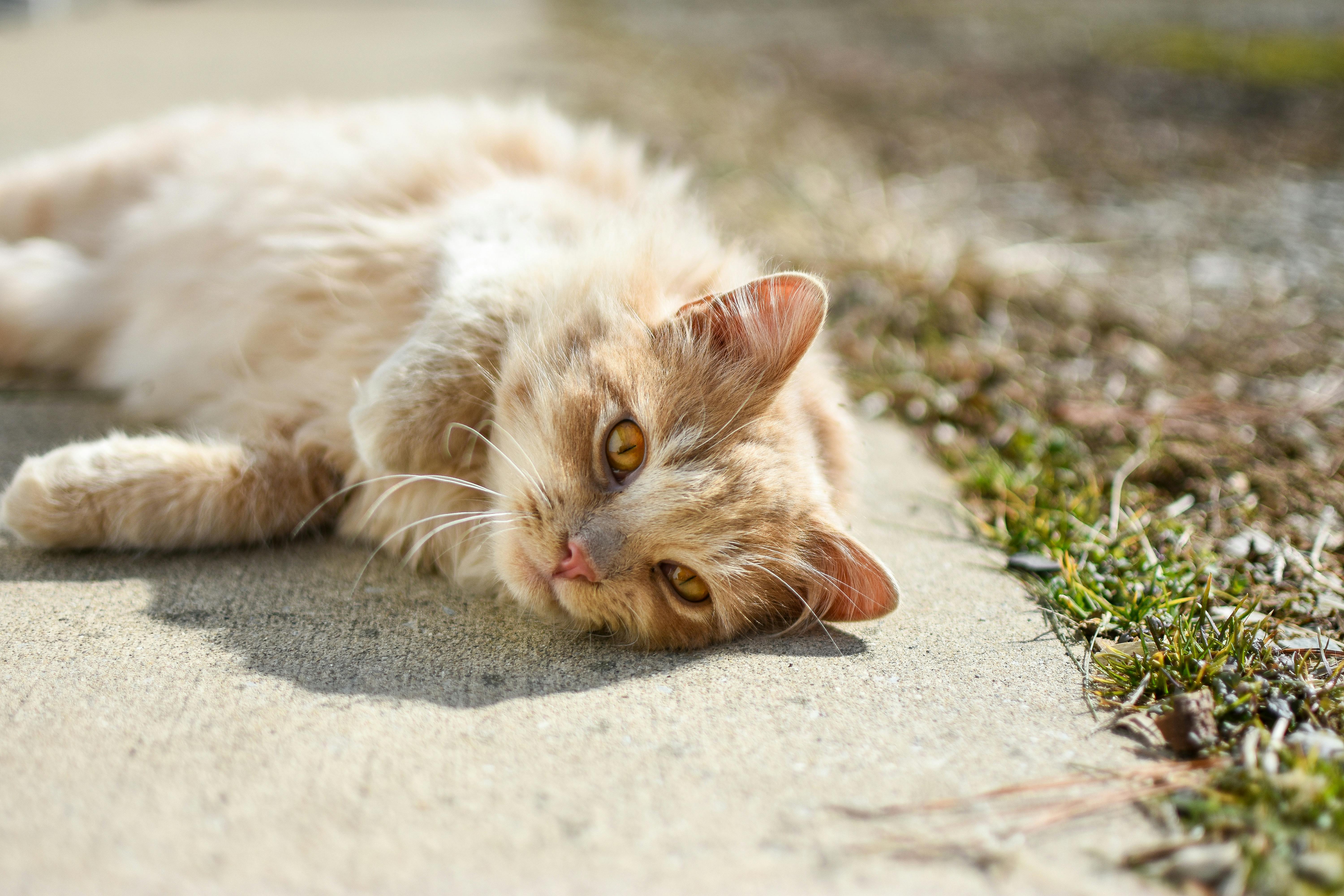 Insuffisance rénale chez le chat : signes, diagnostic, accompagnement