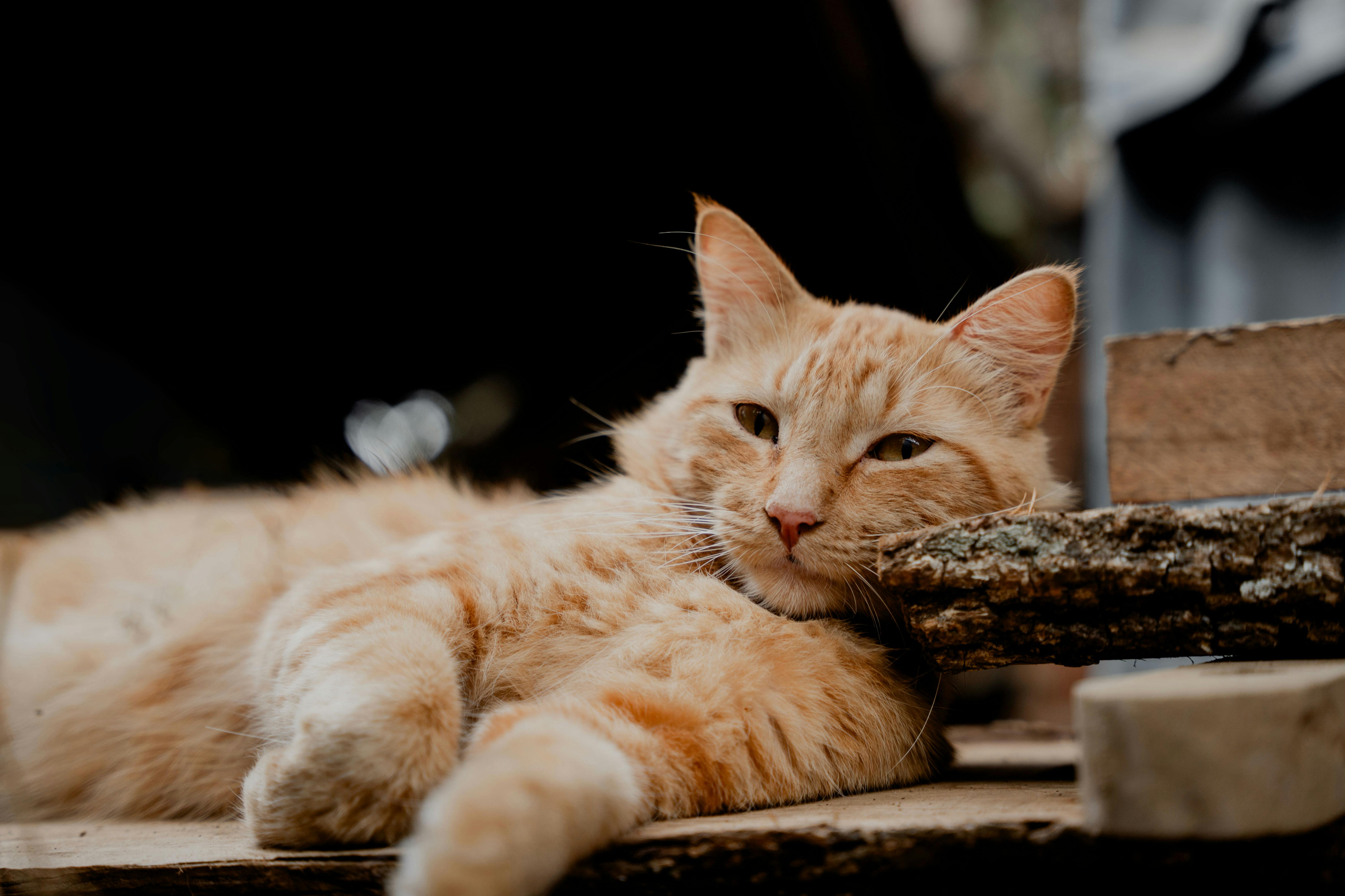 Hyperthyroïdie du chat : le mal silencieux du senior