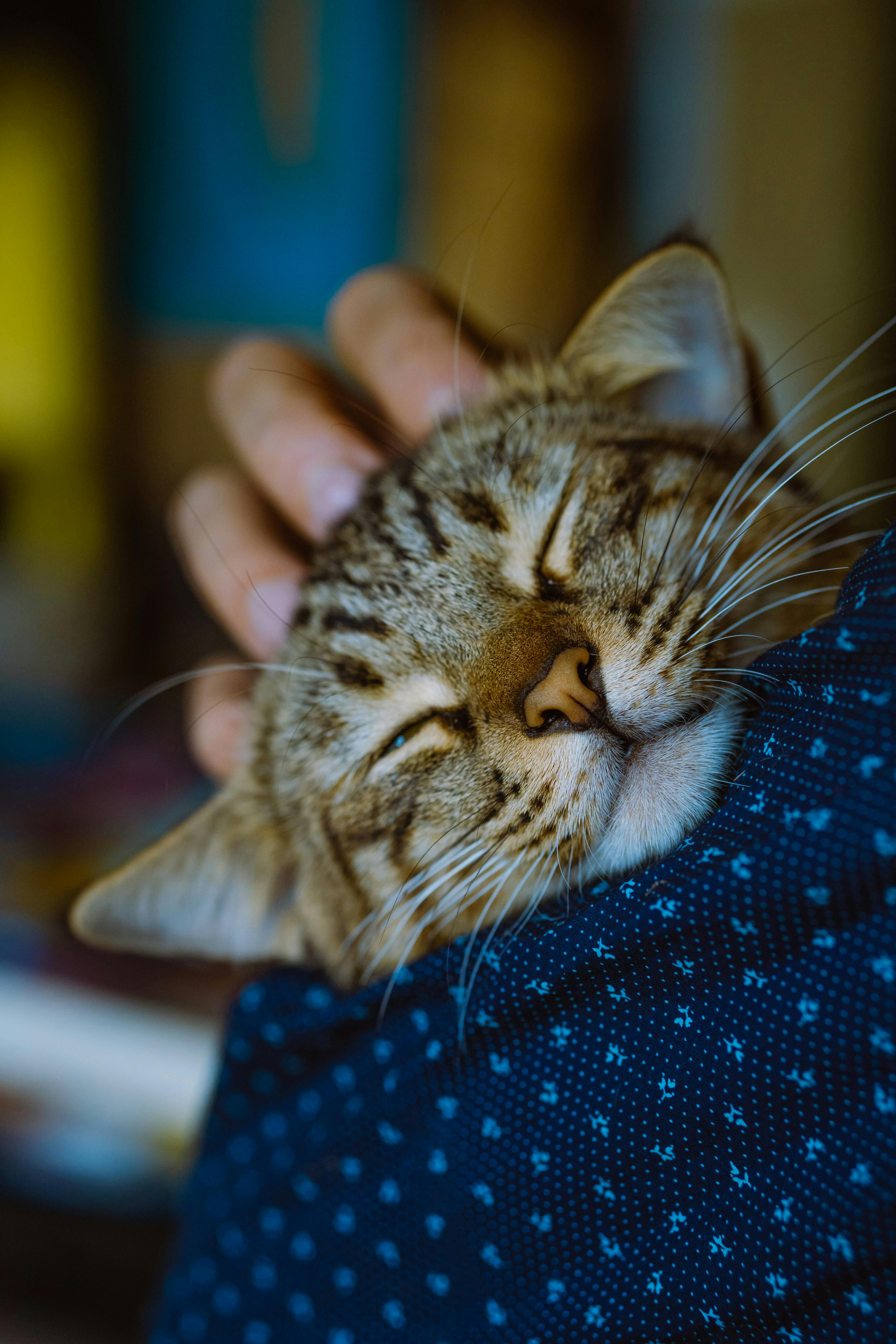 Pourquoi mon chat ronronne : les 5 vraies raisons (ce n’est pas que le bonheur)