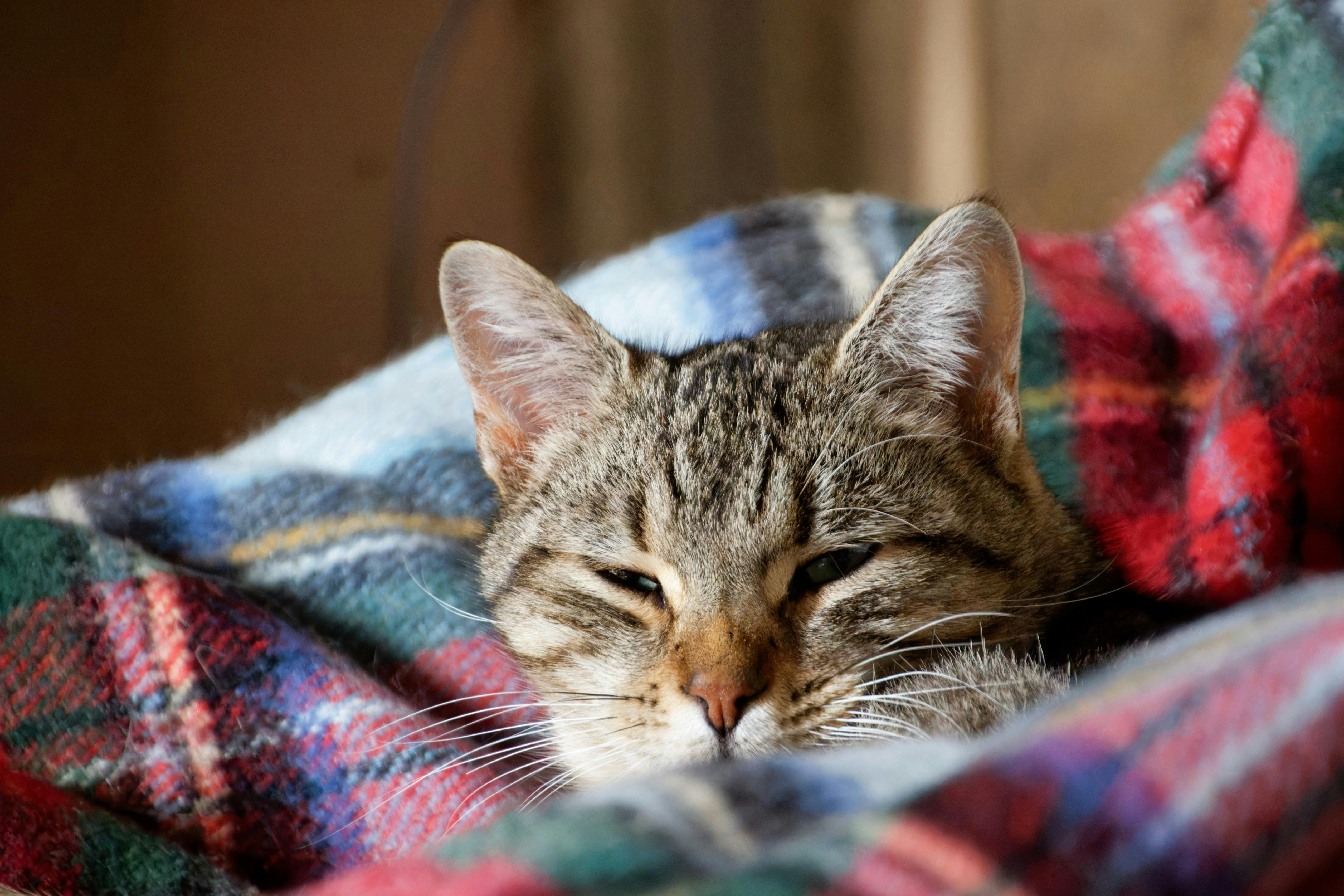 Chat qui vomit souvent : les causes (et quand s&rsquo;inquiéter vraiment)