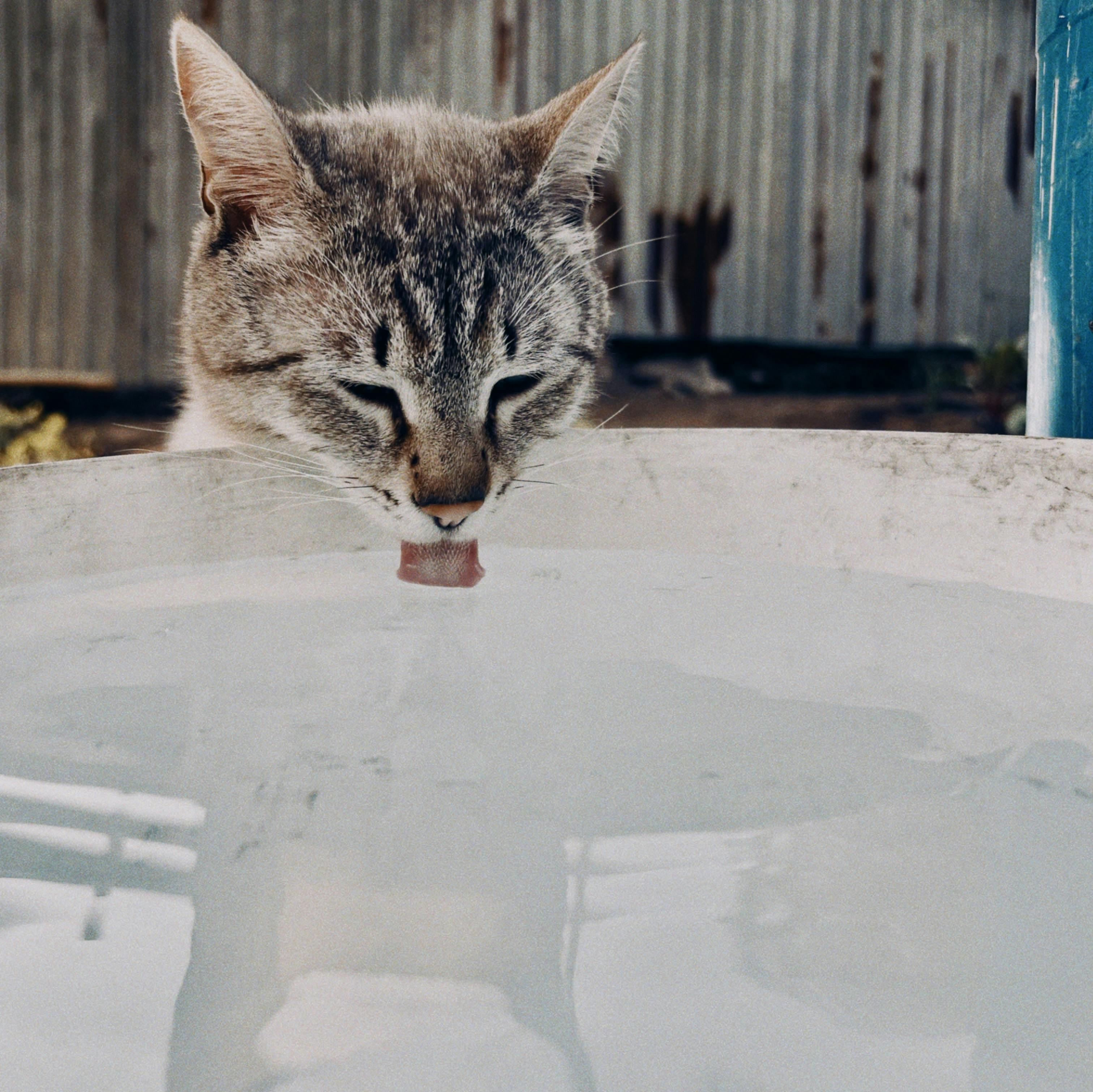 Mon chat boit beaucoup : causes et signaux d’alerte