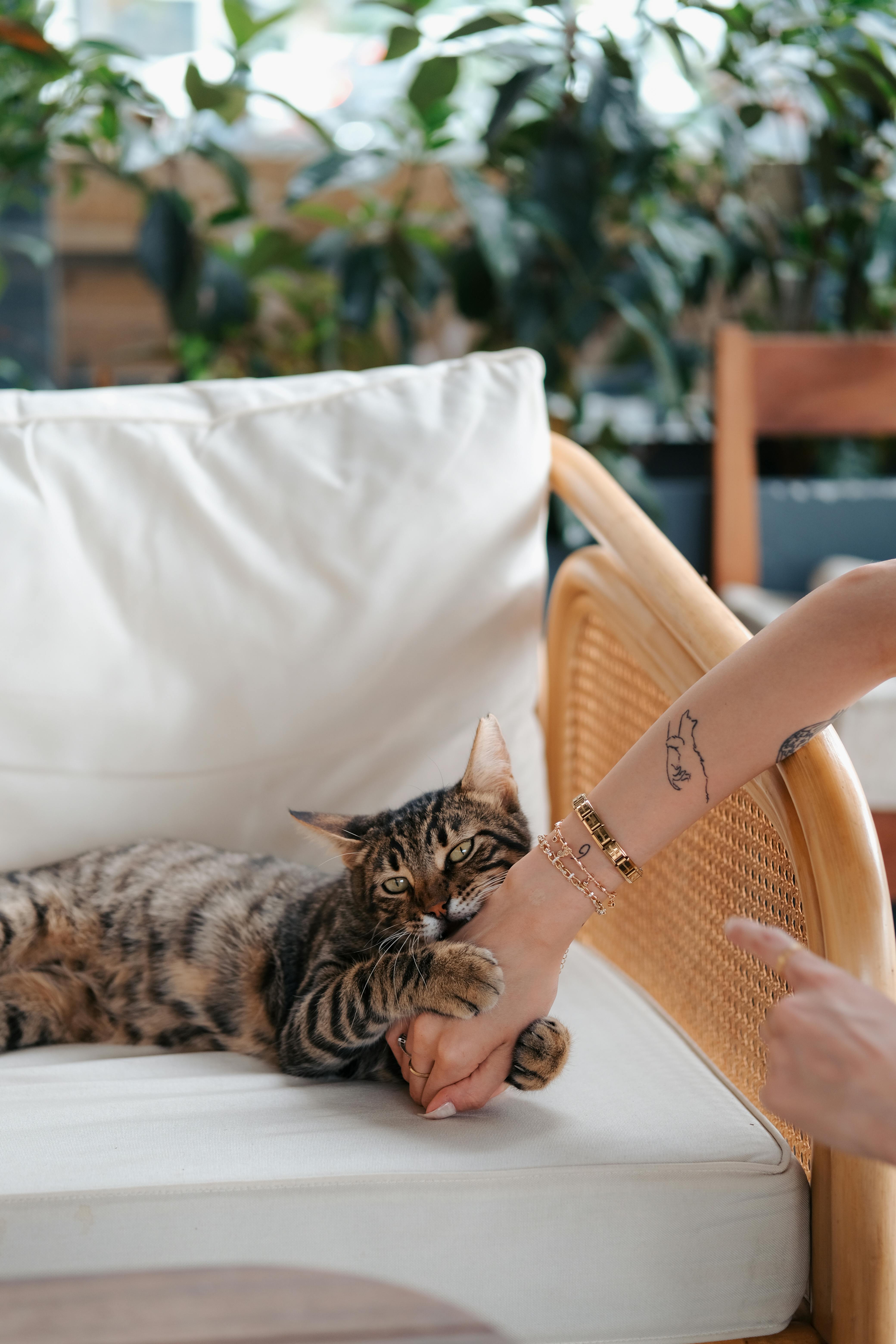 Chat qui mord doucement : les 5 raisons (et comment réagir)
