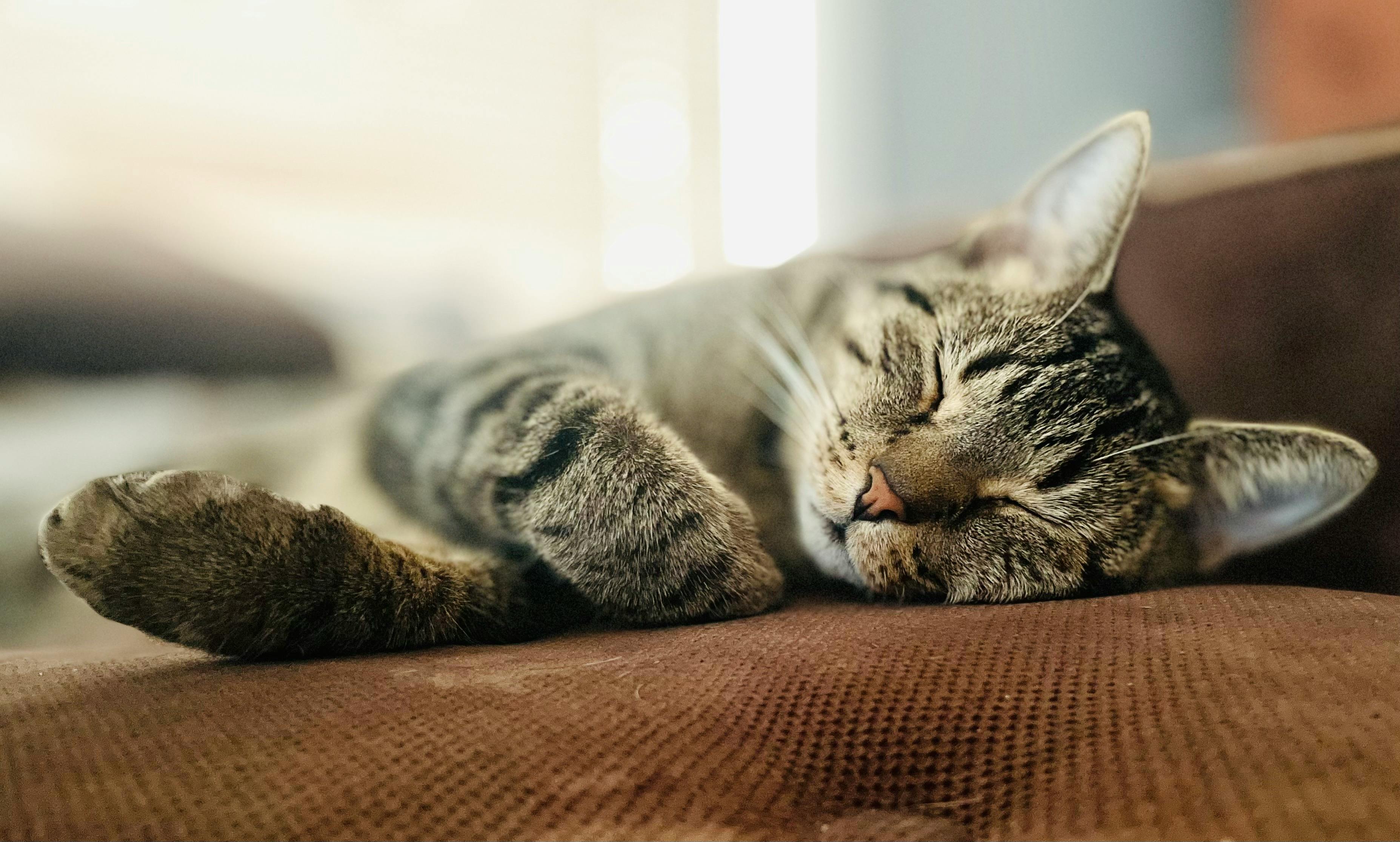 FIV et FeLV : comprendre les virus du chat