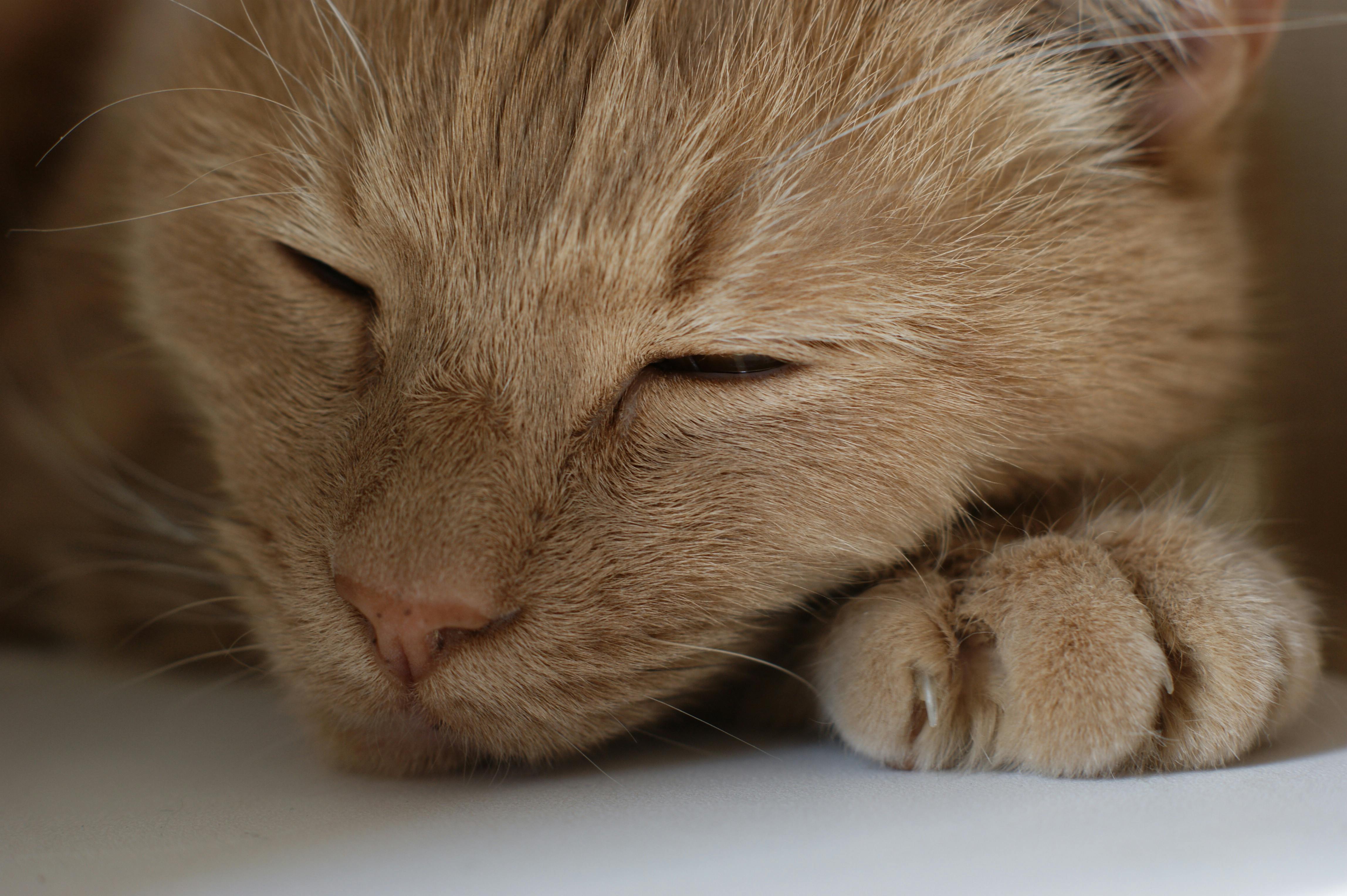 Coryza du chat : symptômes, traitement et prévention