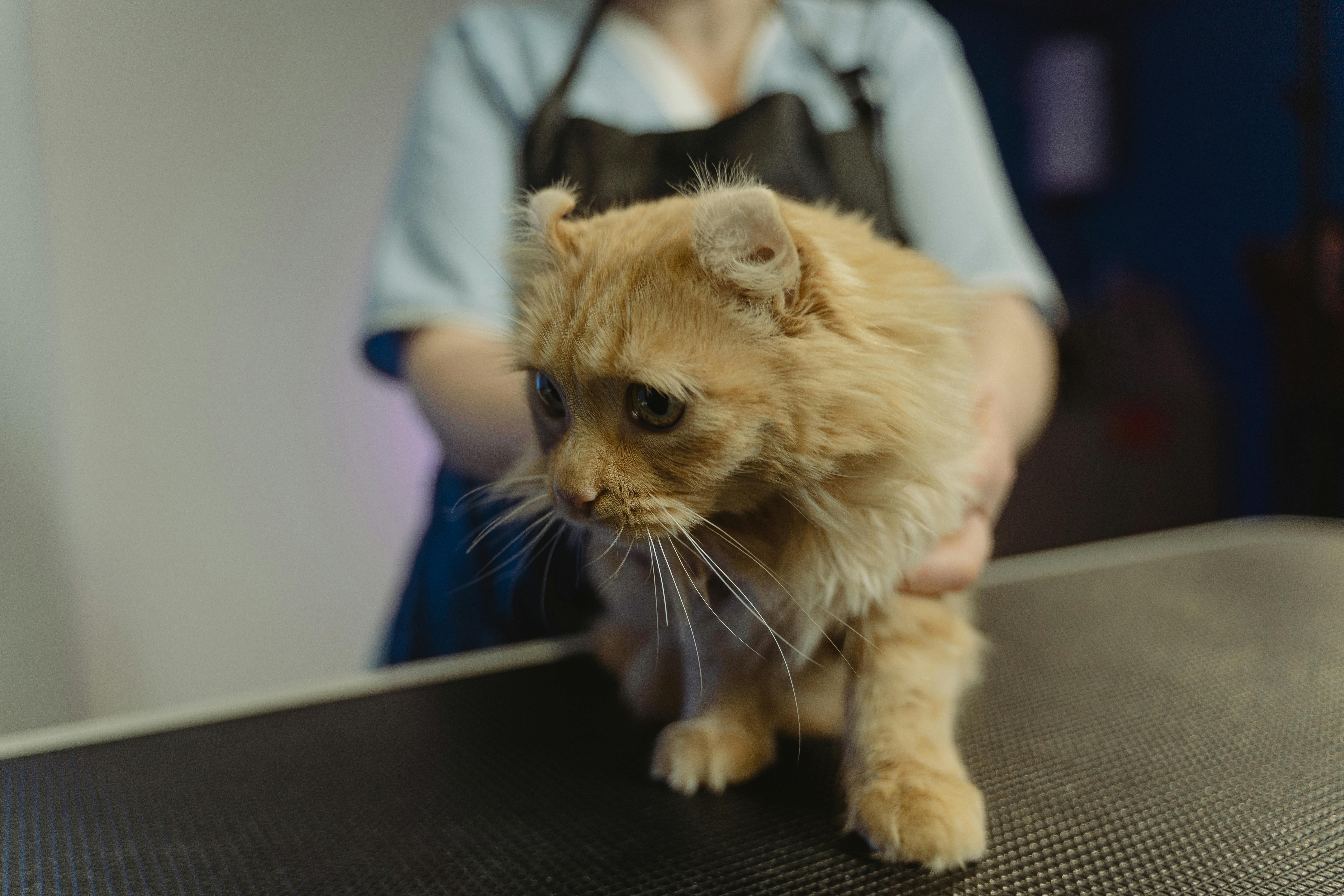 Stérilisation du chat : avantages, prix et récupération