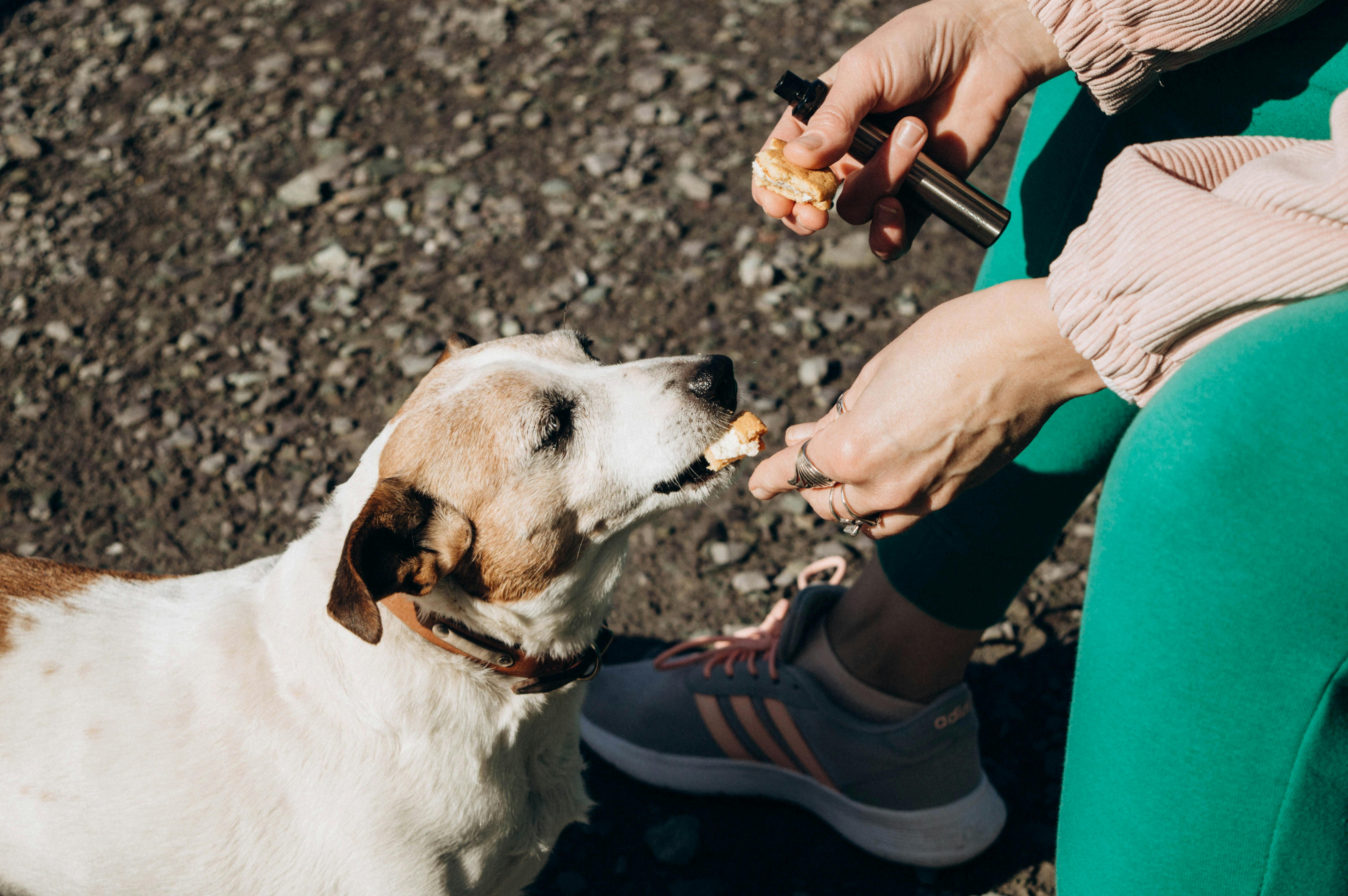 Friandises pour chien : les meilleures pour l’éducation