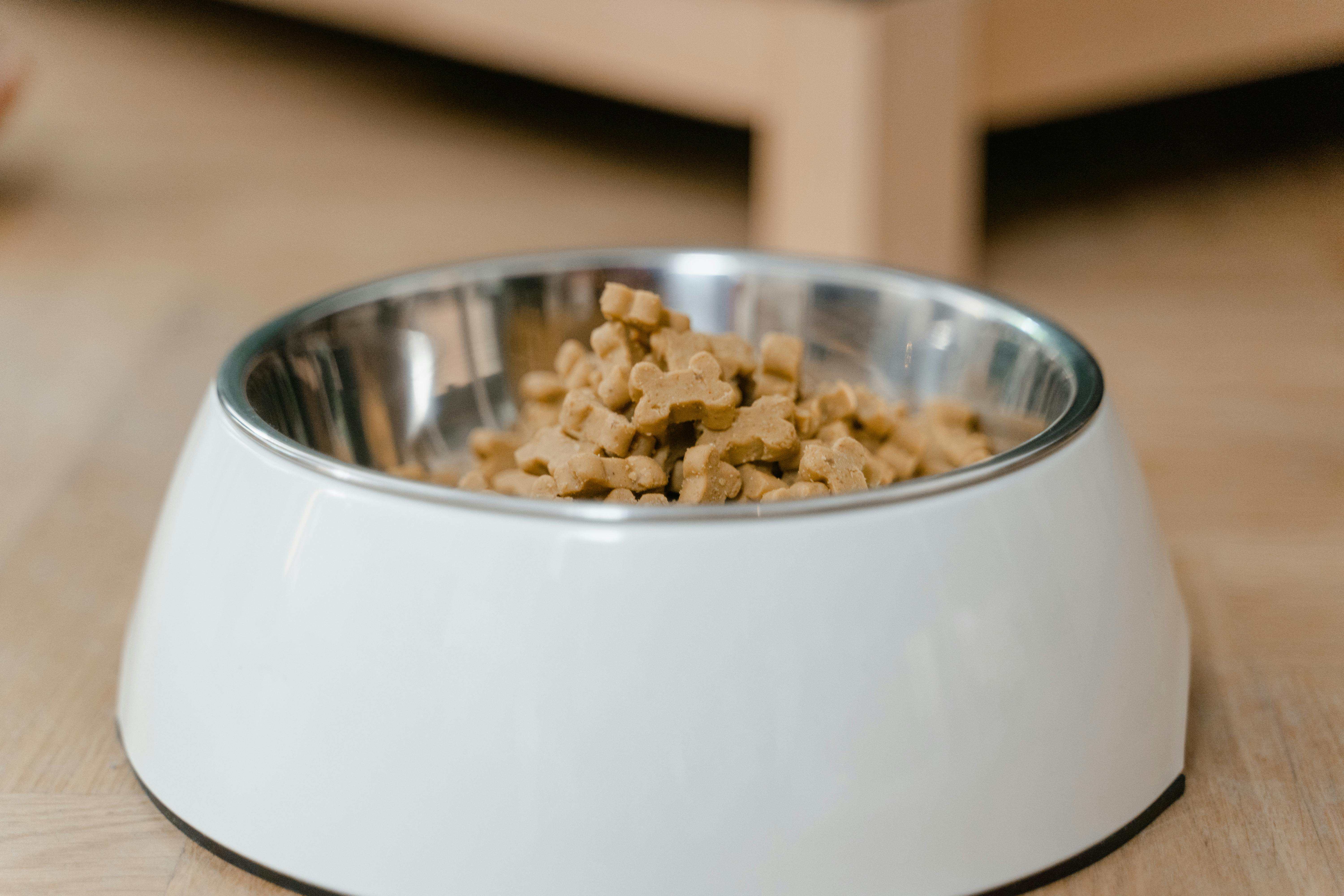 Meilleures croquettes pour chien : comment vraiment choisir