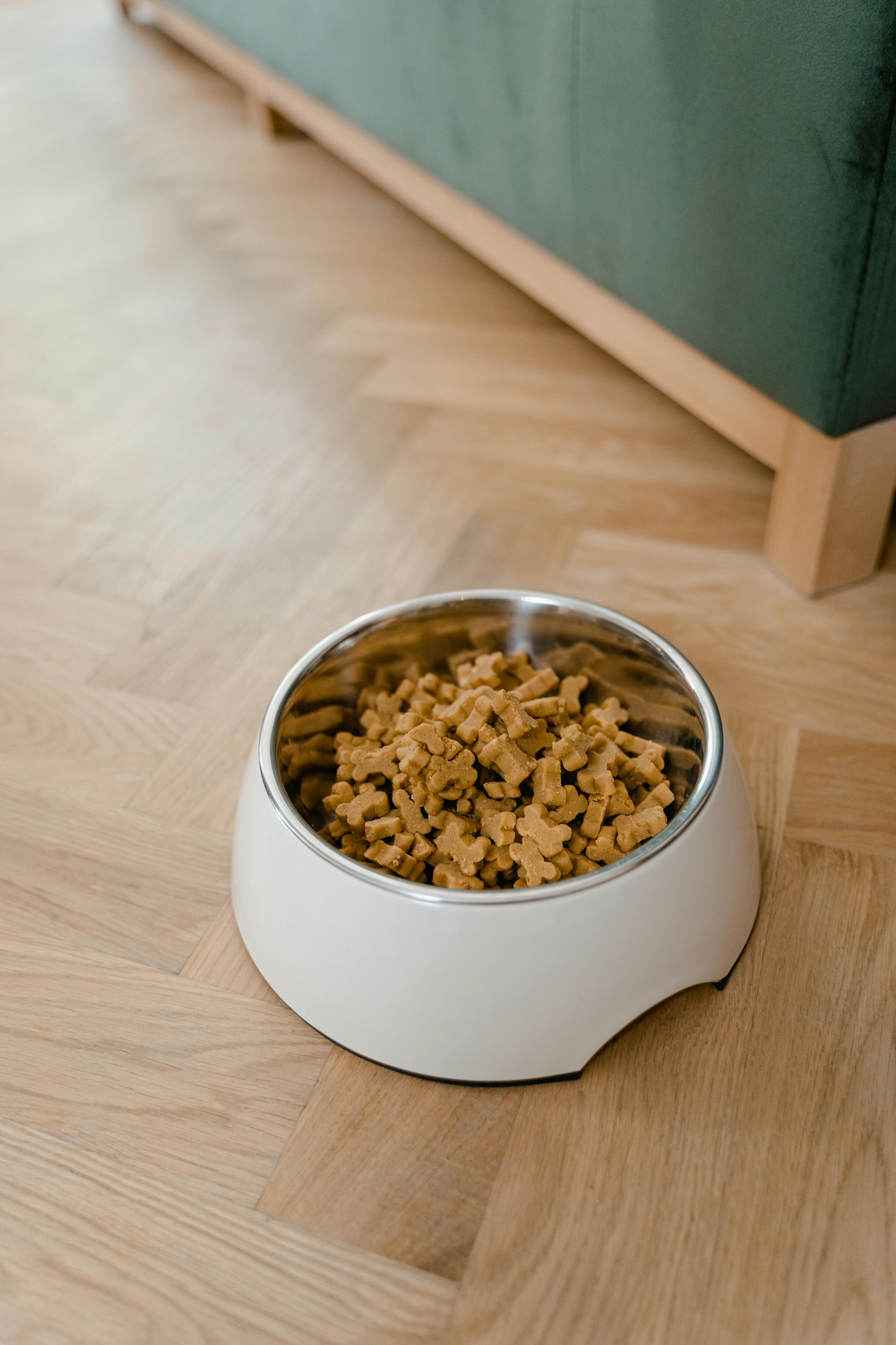 Quantité de nourriture pour chien : le guide précis (pas celui du paquet)