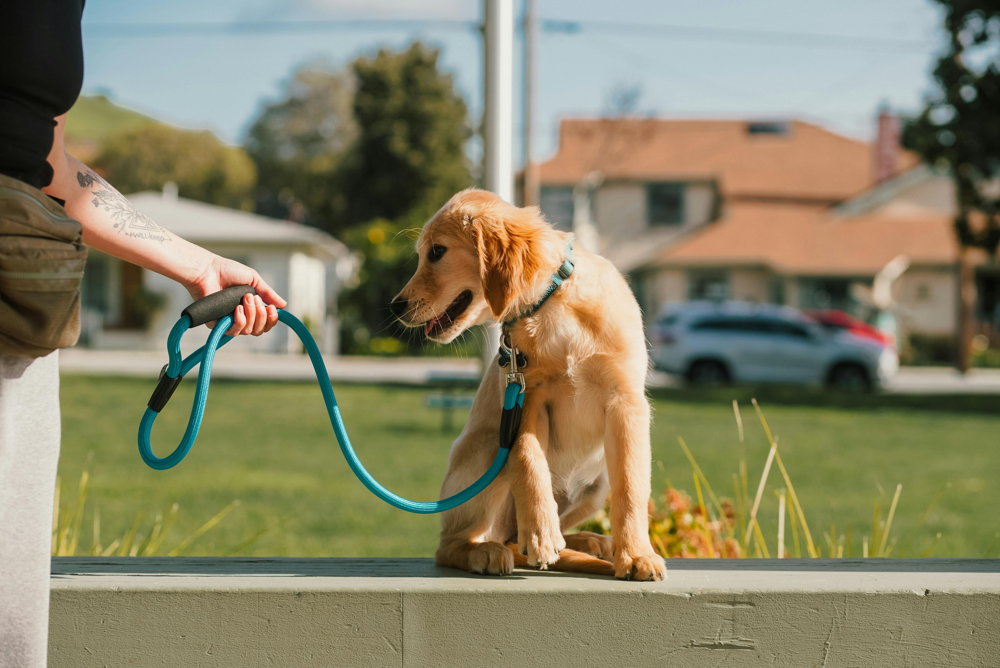 Chien réactif en laisse : comprendre et désensibiliser