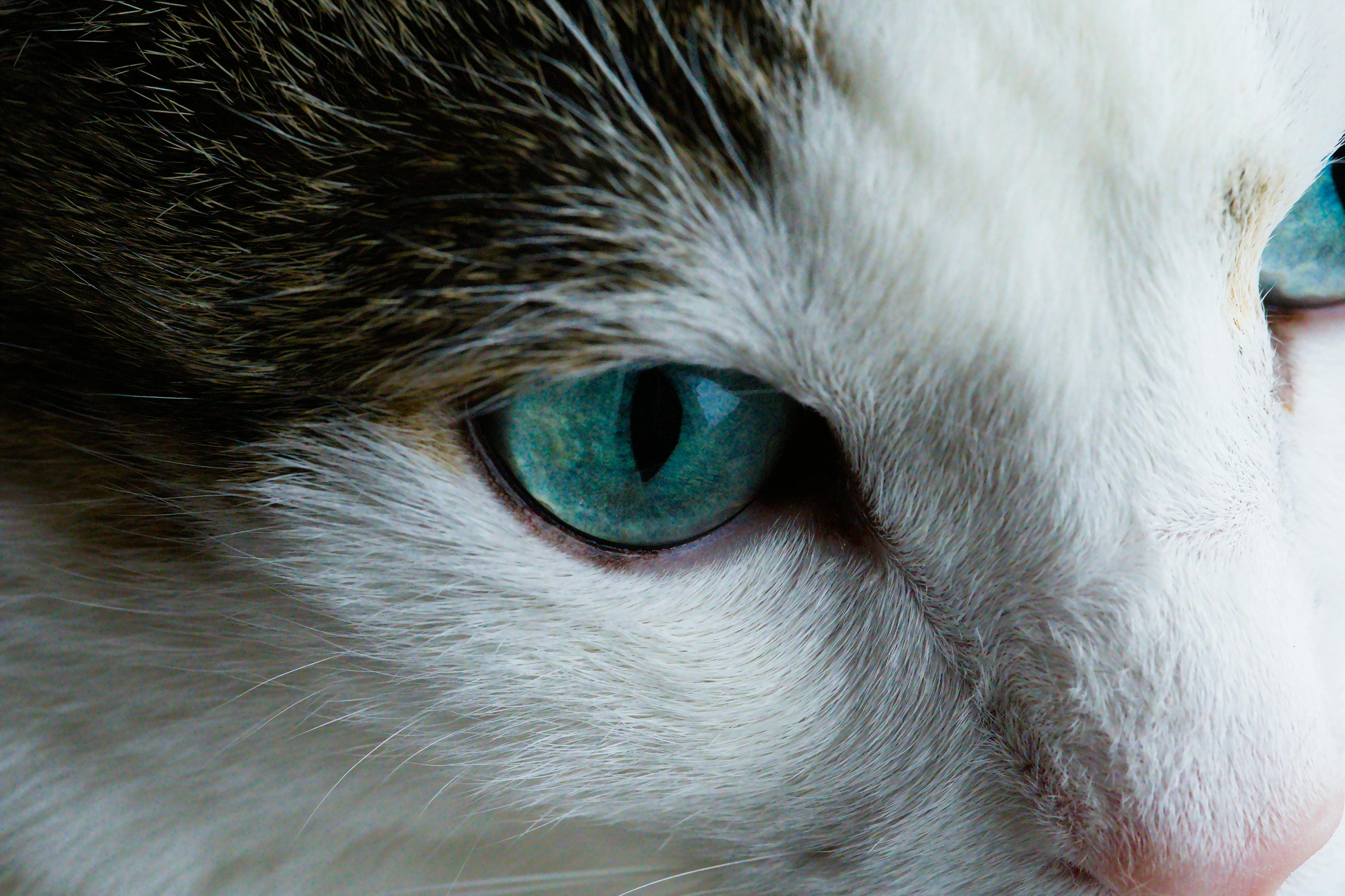 Conjonctivite du chat : causes, symptômes, traitements