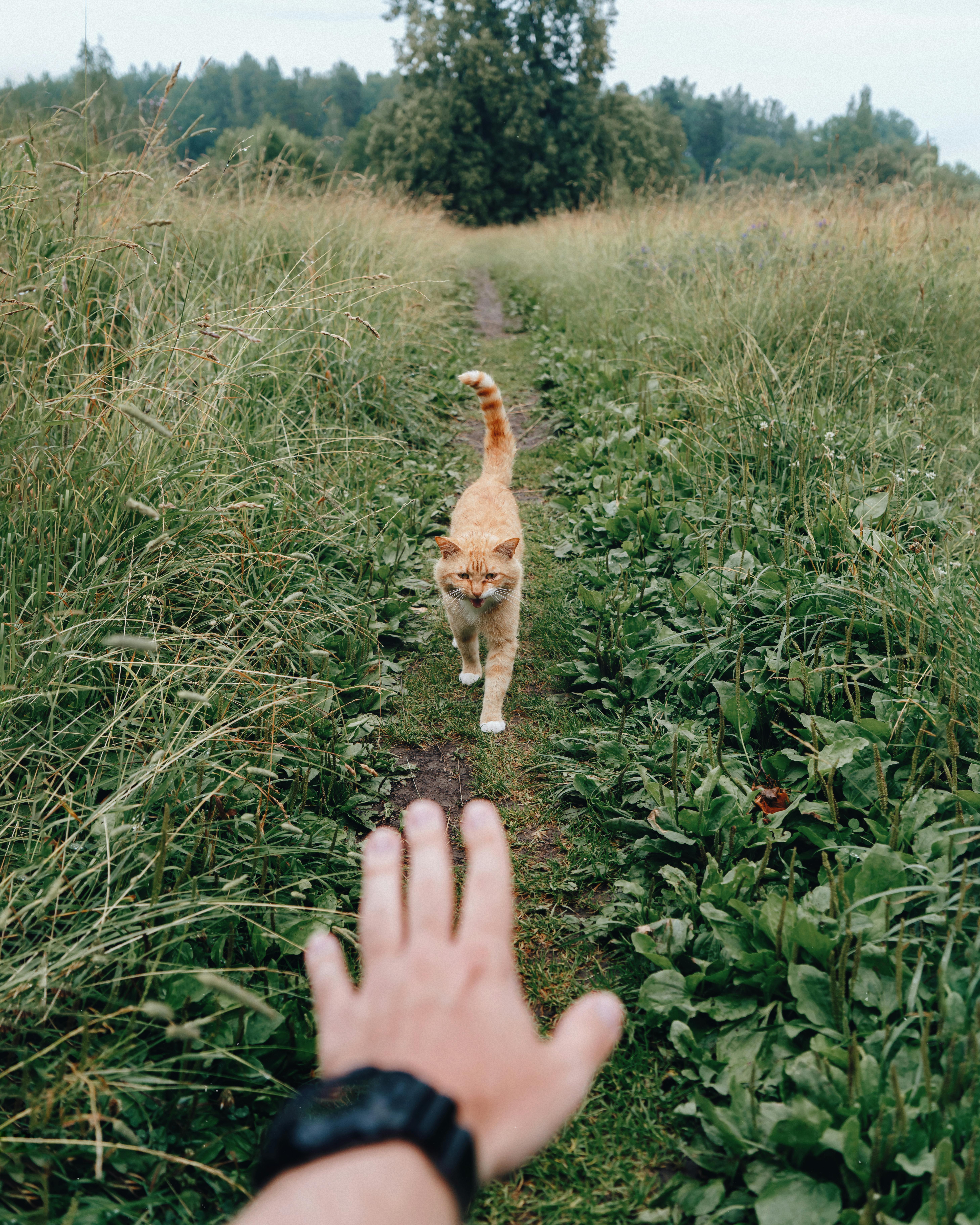Chat qui suit son maître partout : 5 raisons (et ce que ça veut dire)