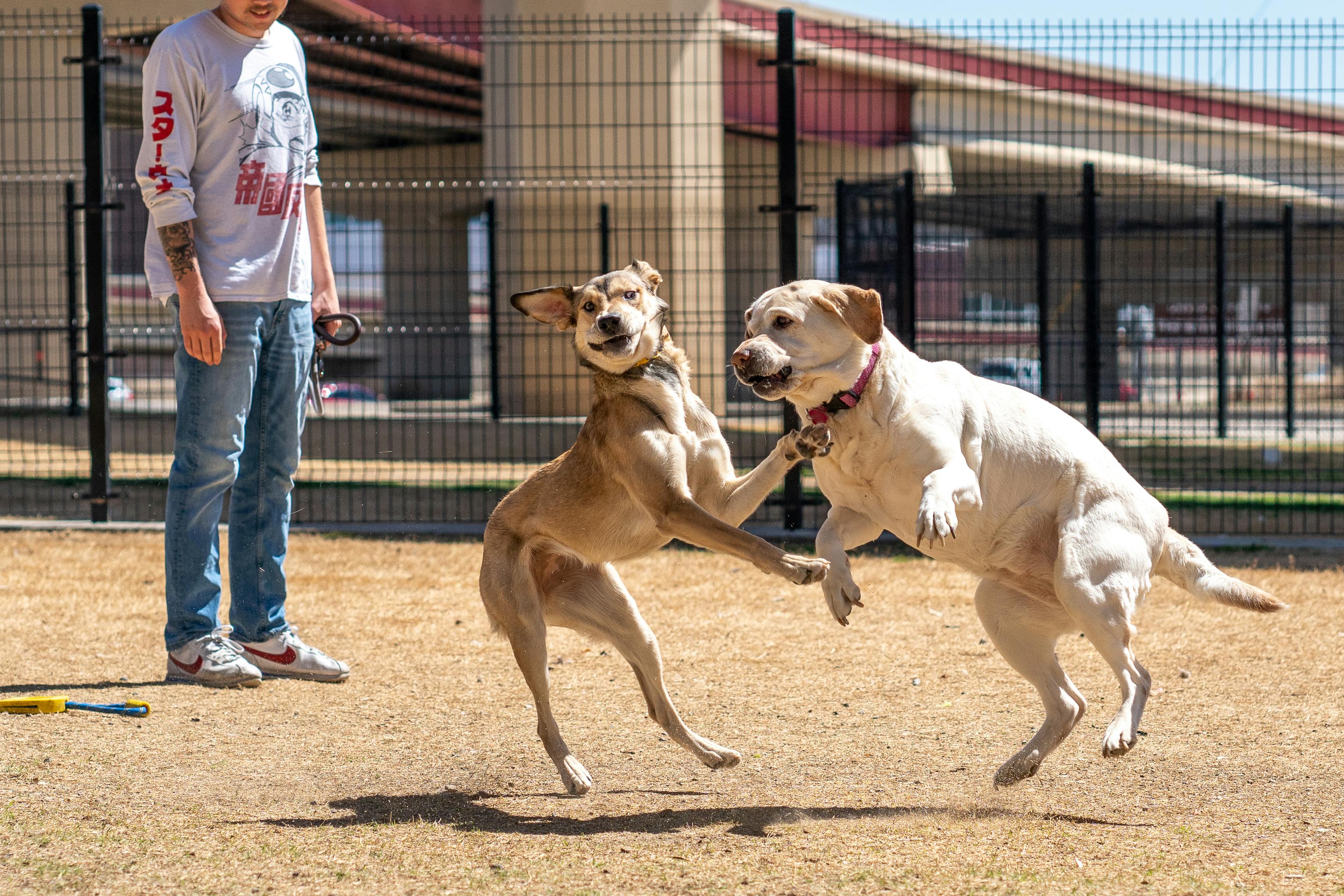 Chien qui saute sur les gens : comment corriger