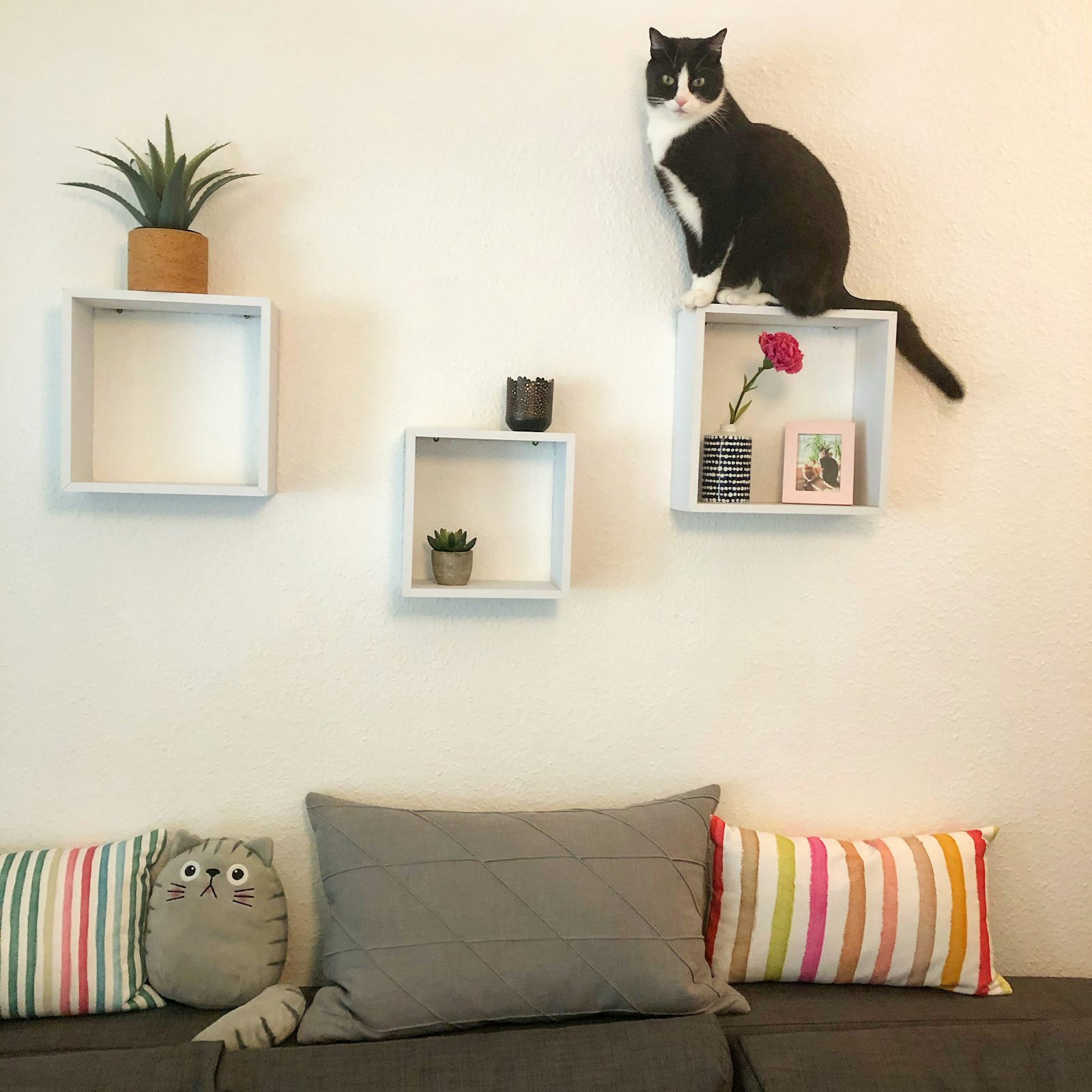 Comment aménager un espace parfait pour votre chat en appartement