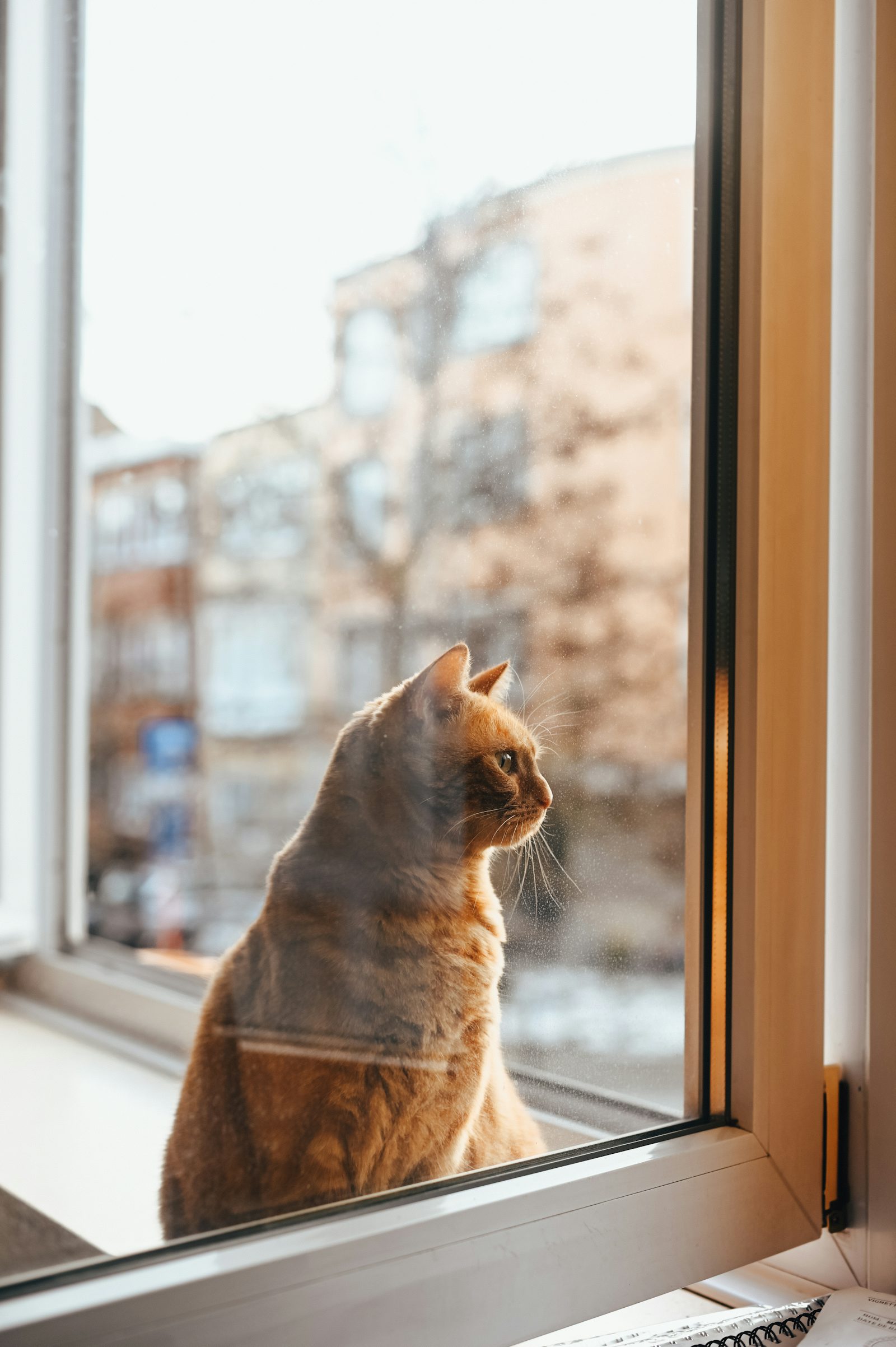 Chat en appartement heureux : 8 astuces vérifiées pour un félin épanoui