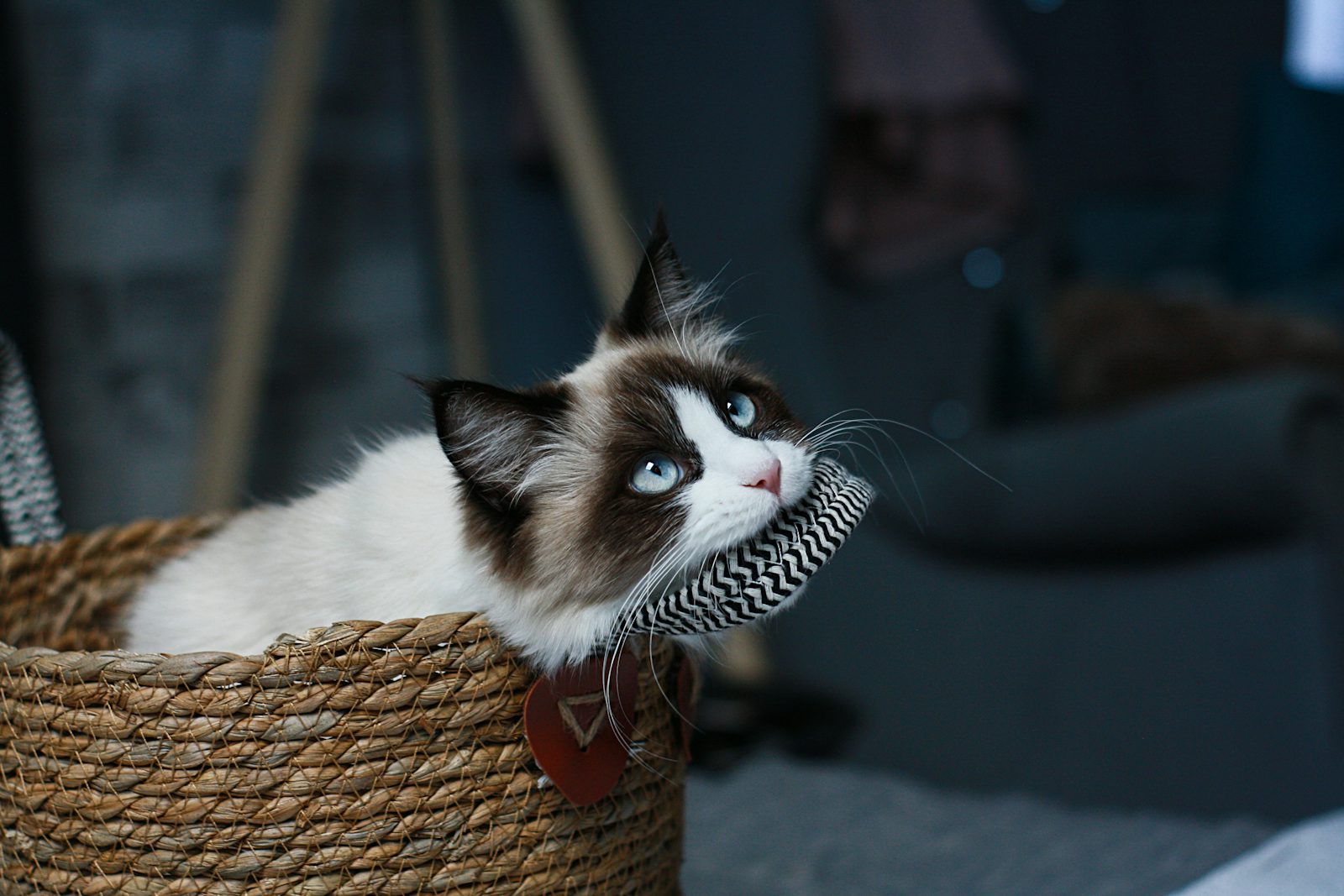 Les 10 jouets qui rendent vraiment votre chat heureux
