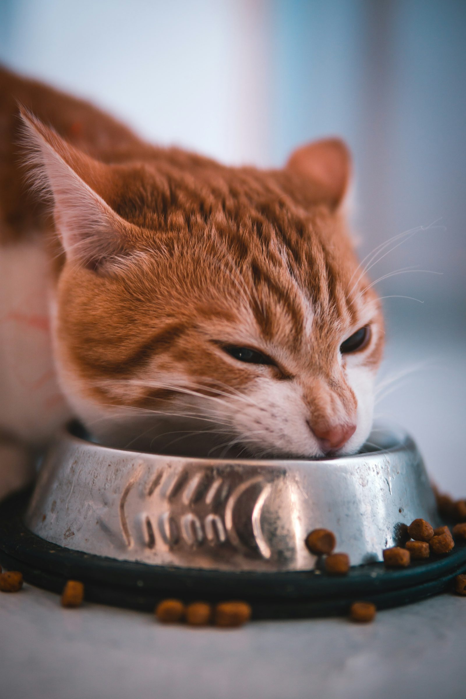 Croquettes ou pâtée pour chat : le vrai match scientifique