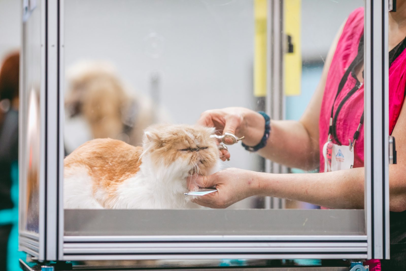 Mon chat perd ses poils : les 6 causes possibles et les bons réflexes