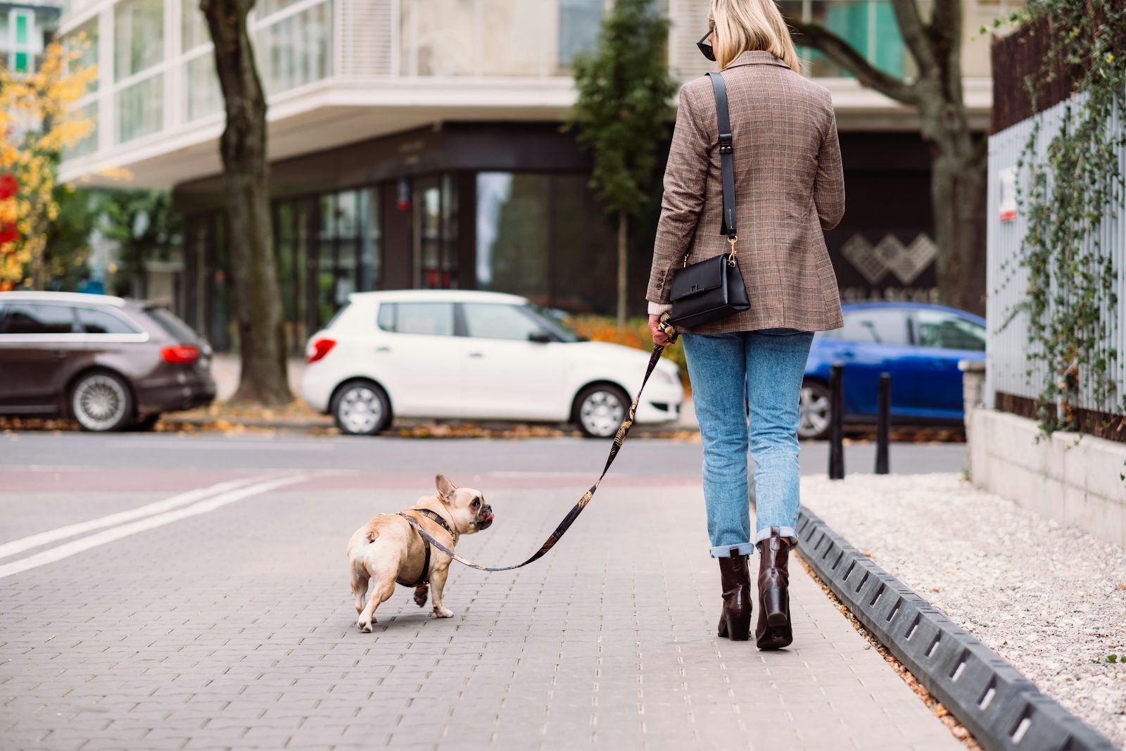 Chien qui tire en laisse : la méthode vétérinaire pour régler le problème