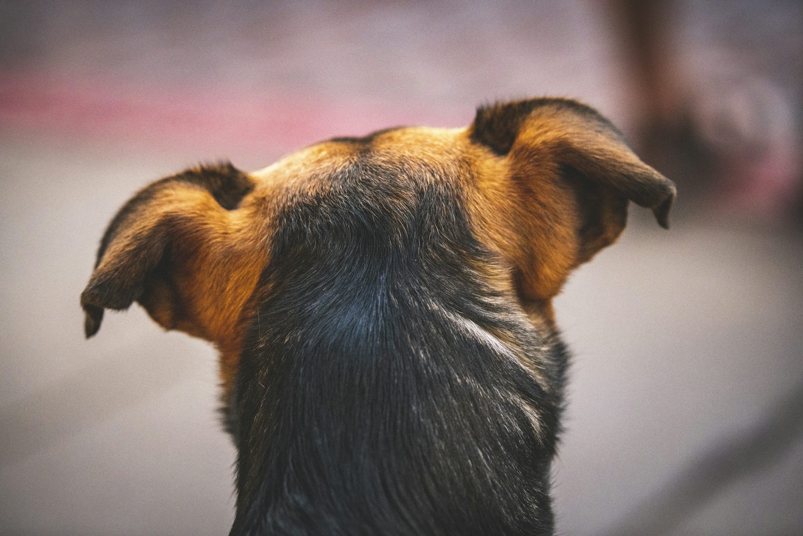 Un chien qui remue la queue est content ? Pourquoi c&rsquo;est (très souvent) faux
