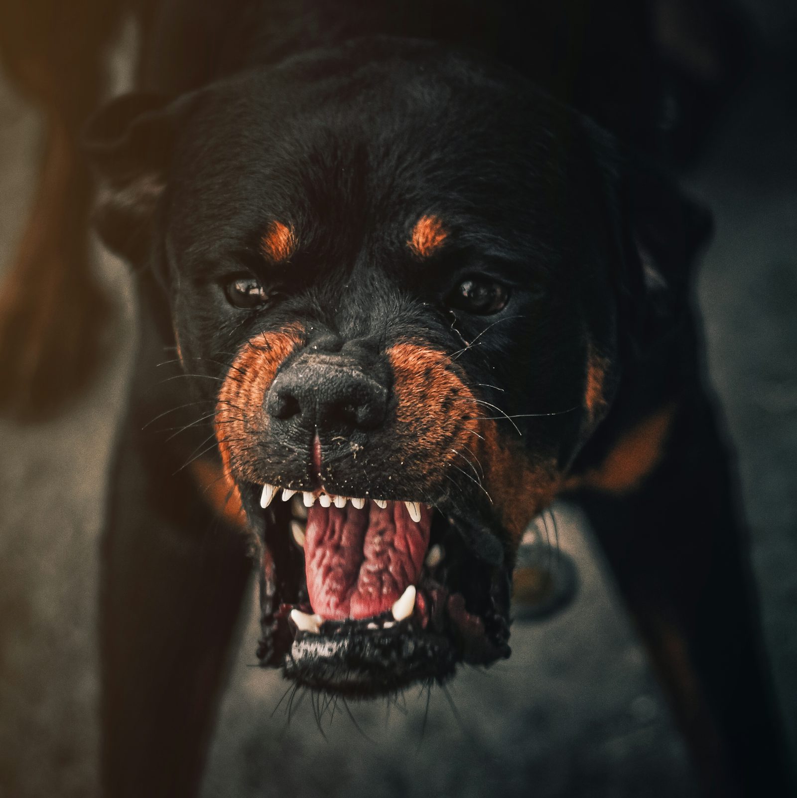Chien qui aboie tout le temps : comprendre les causes et y remédier