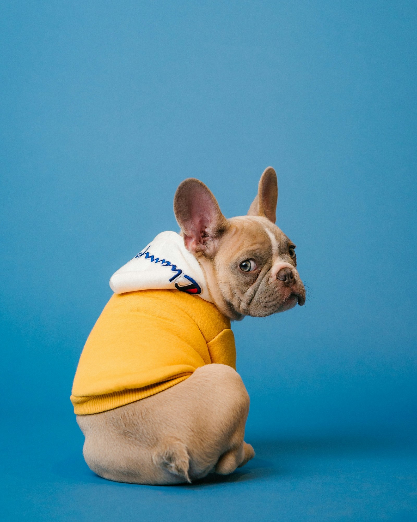 Aliments toxiques pour le chien : la liste à connaître absolument