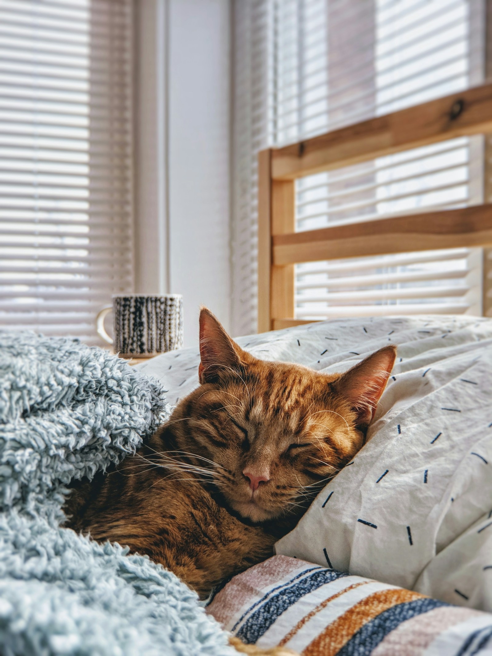Chat qui court la nuit à 3h : les 5 causes (et comment retrouver vos nuits)