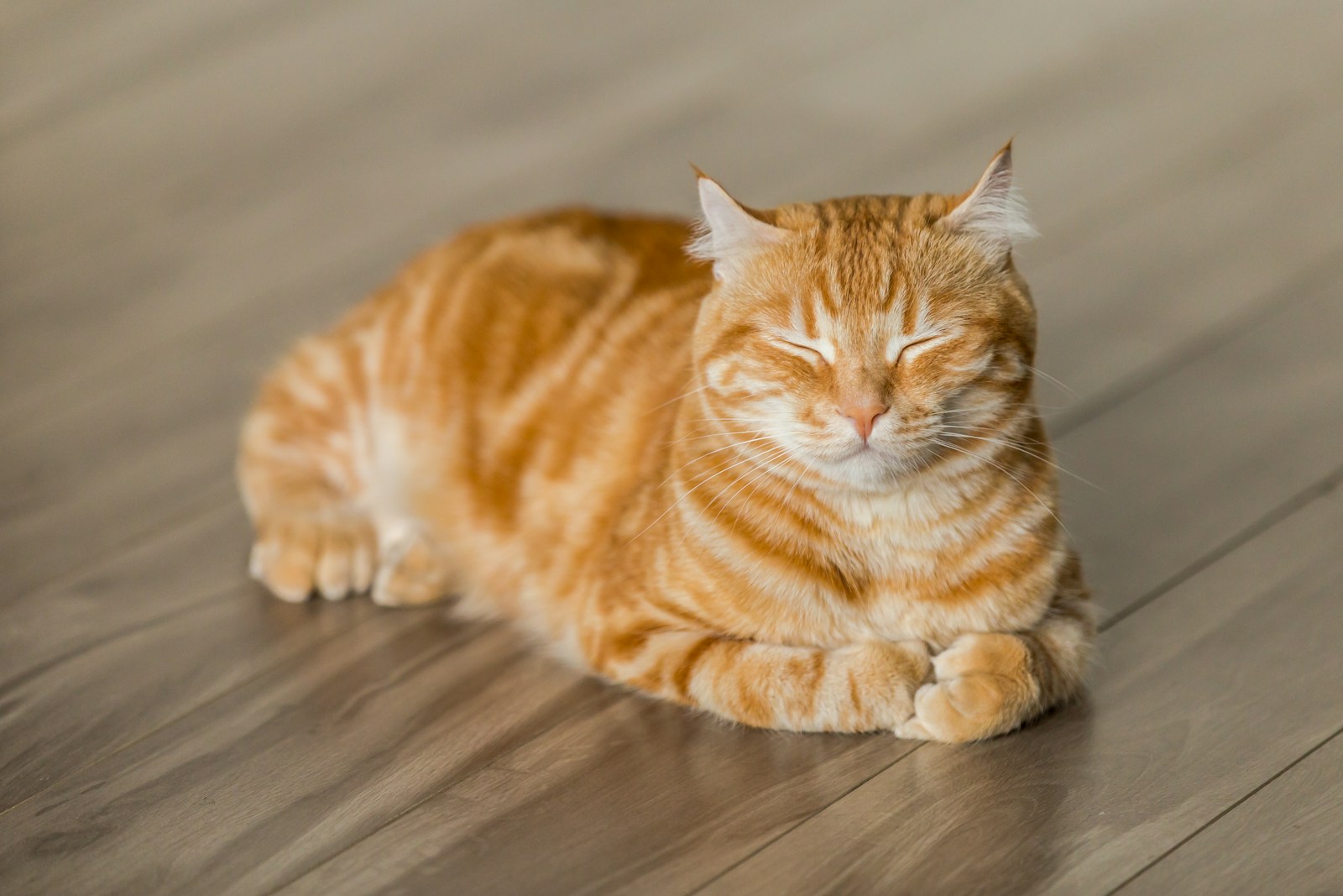 Chat qui renverse tout : pourquoi (et comment l&rsquo;arrêter)