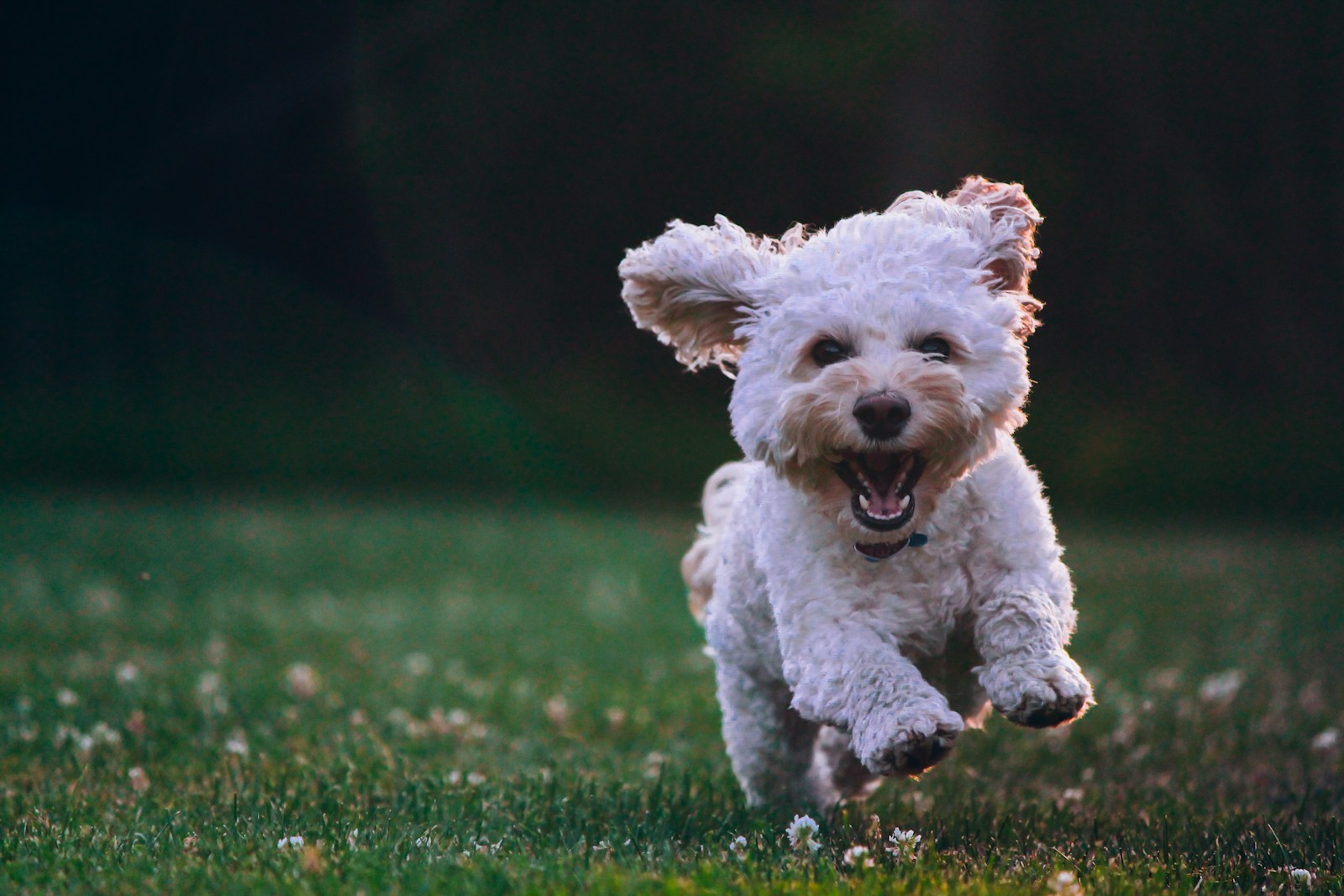 15 faits insolites sur les chiens que personne ne vous dit