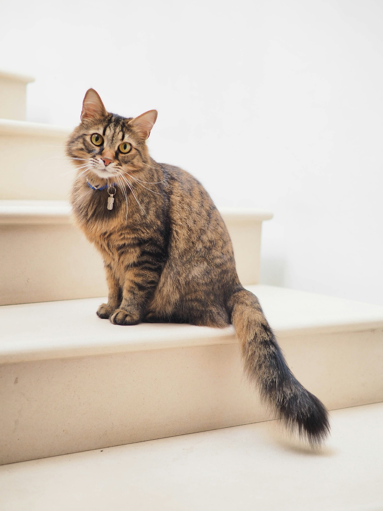 Chat qui vous fixe : les 7 raisons (et ce que ça veut dire vraiment)