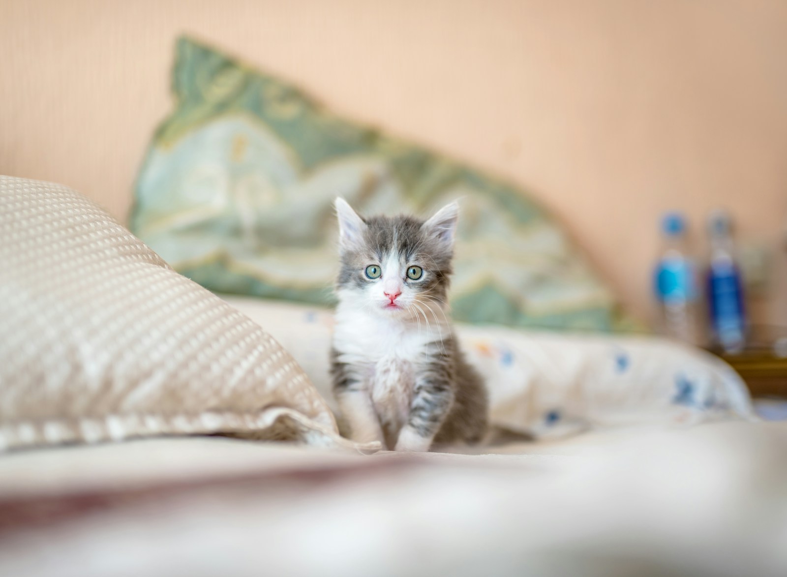« Le chat est indépendant » : pourquoi c&rsquo;est faux (et ce que ça change)