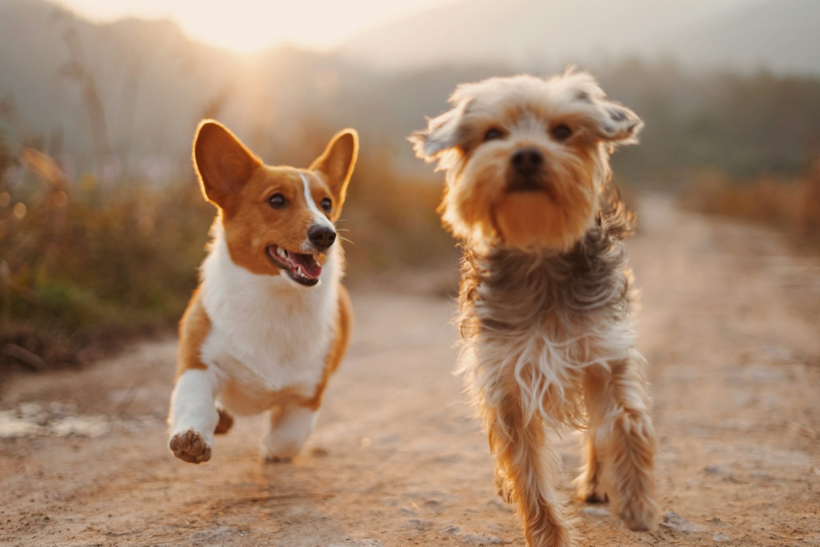 Chien stressé : les signes, les causes, et comment l&rsquo;aider