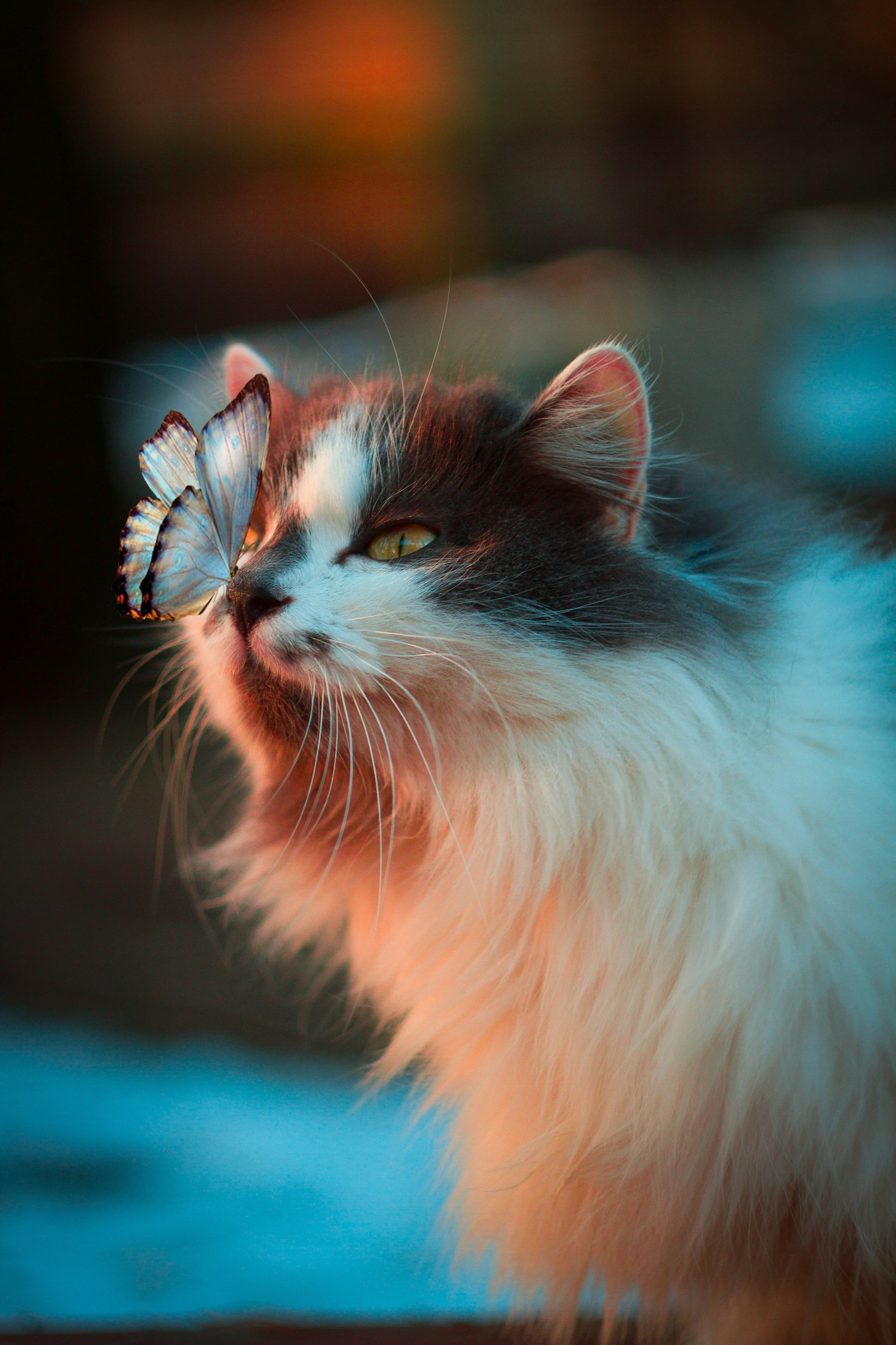 Chat qui ne mange plus : les causes (et quand s&rsquo;inquiéter vraiment)