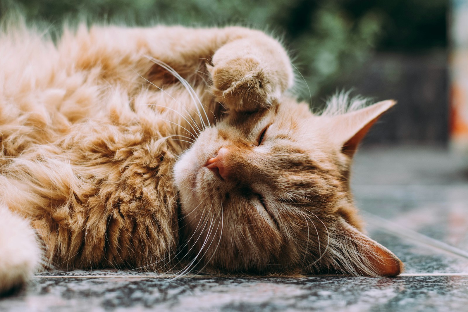 Pourquoi mon chat pétrit avec ses pattes : les 5 raisons (et que faire des griffes)