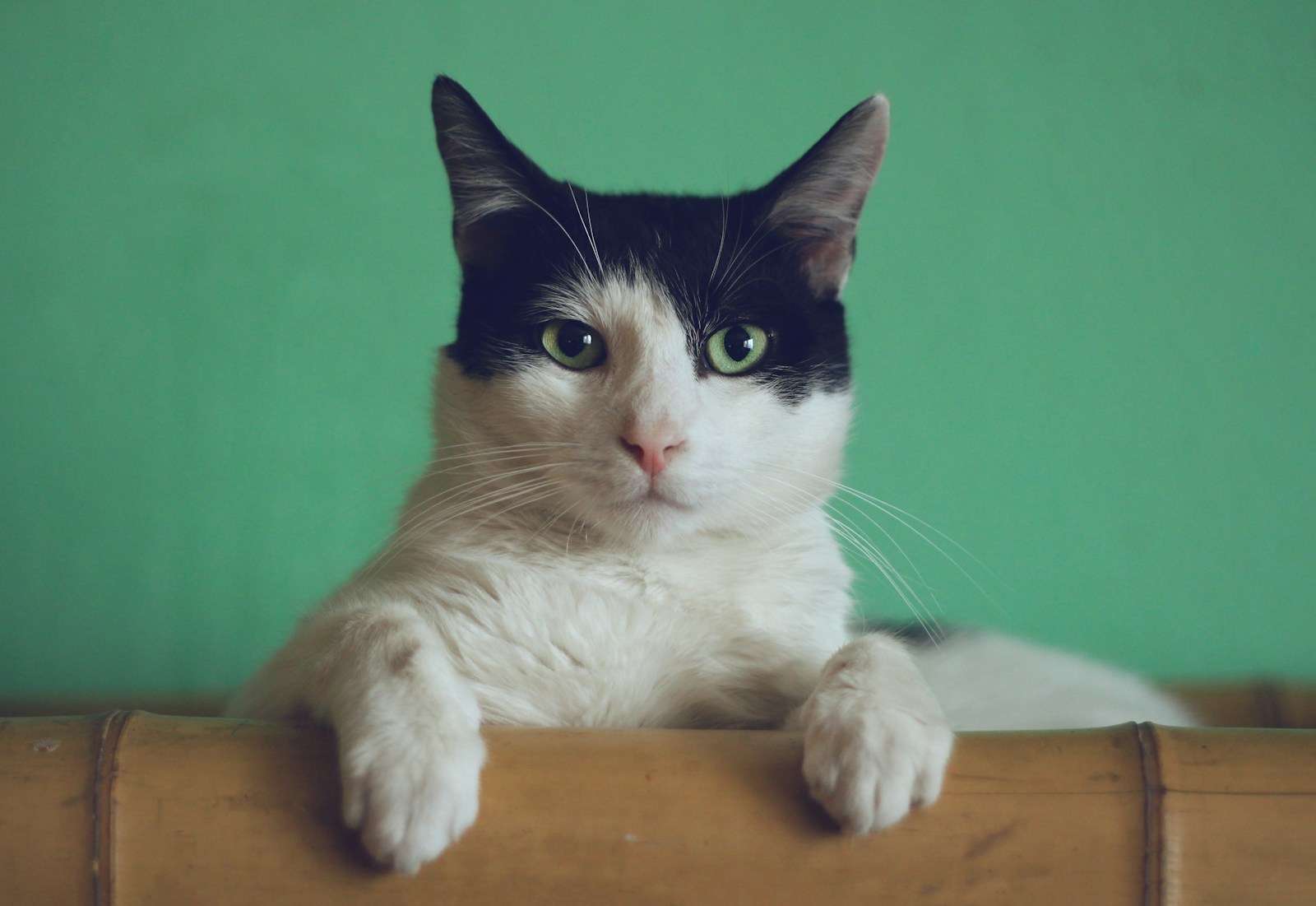 Mon chat me lèche : les 6 raisons (et ce qu’il essaie de vous dire)