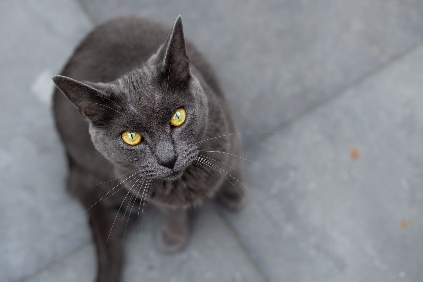 Chartreux : le chat bleu français, doux et discret