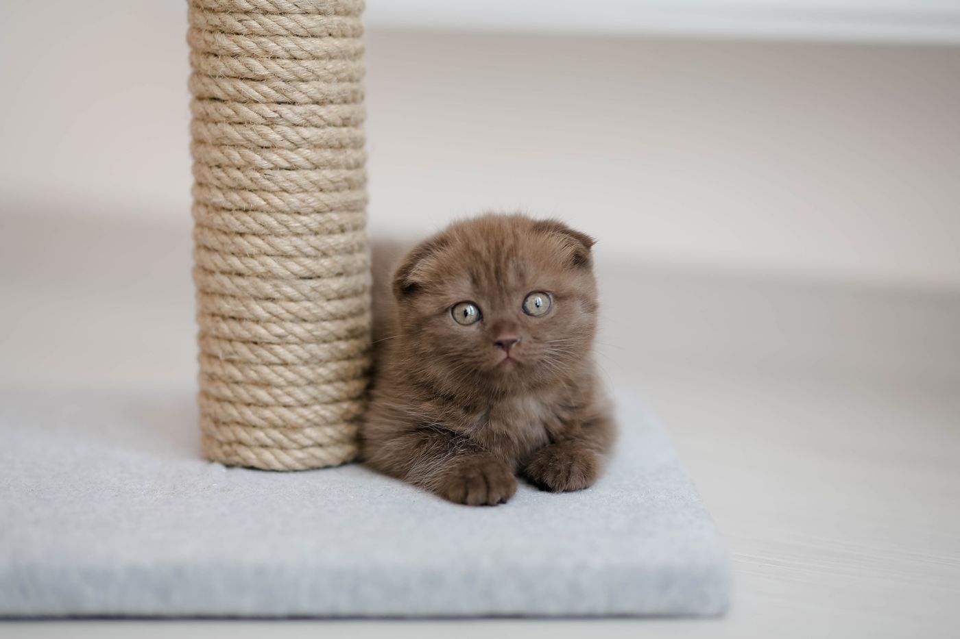 Mon chat me griffe : causes et solutions