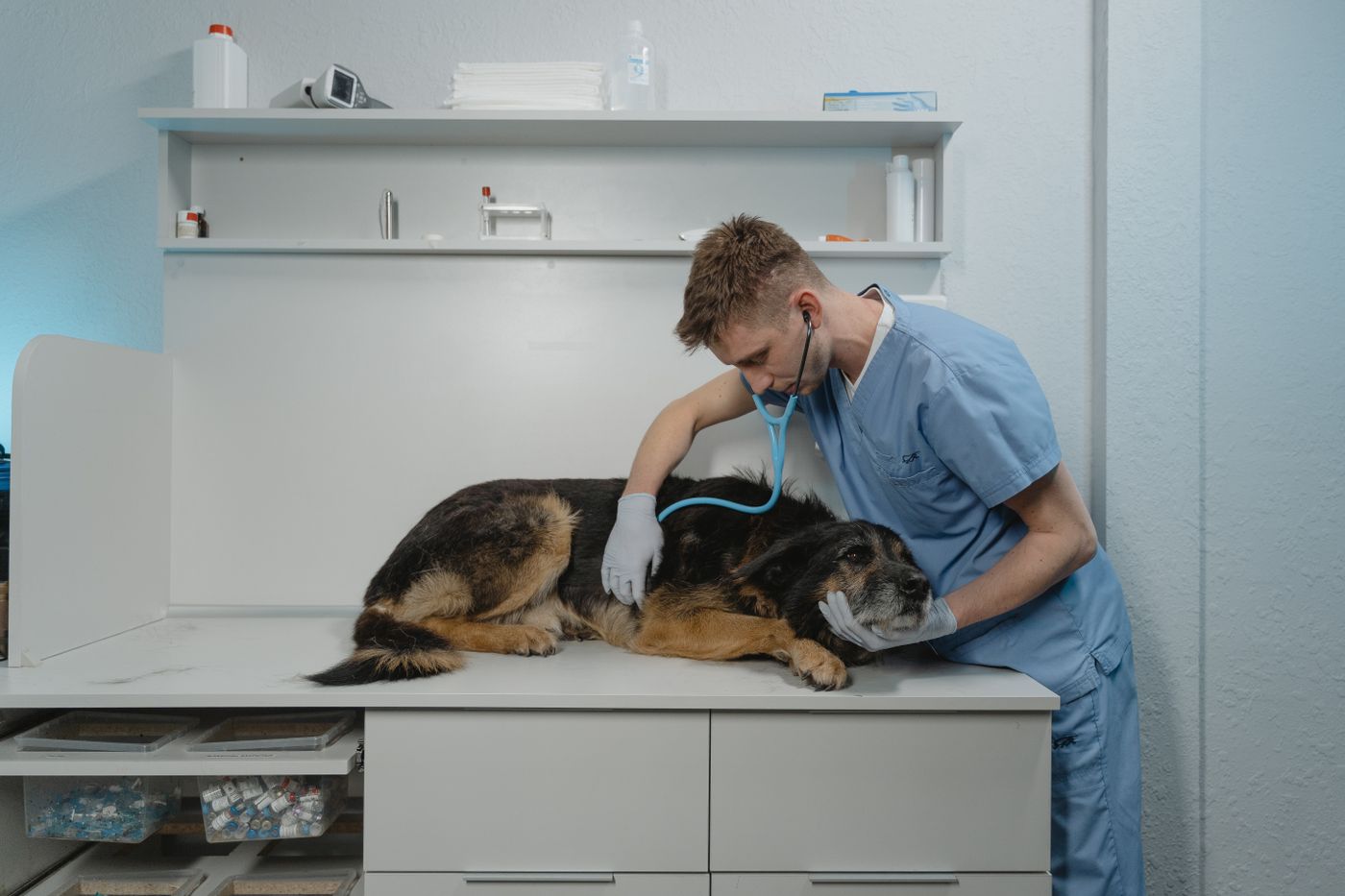 Mon chien tousse : causes et quand voir le vétérinaire
