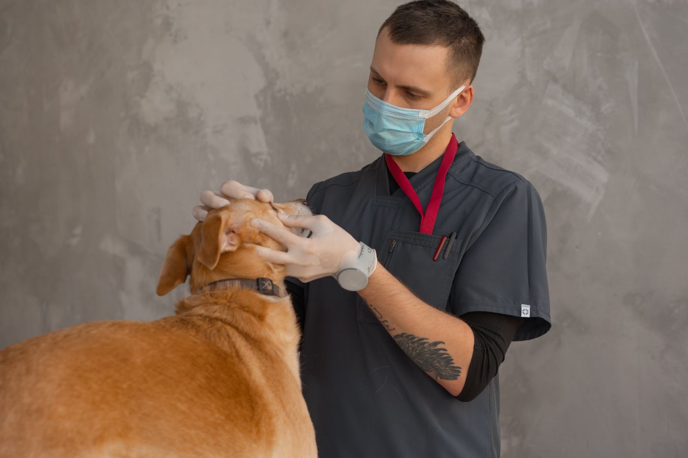 Dysplasie de la hanche du chien : symptômes et solutions